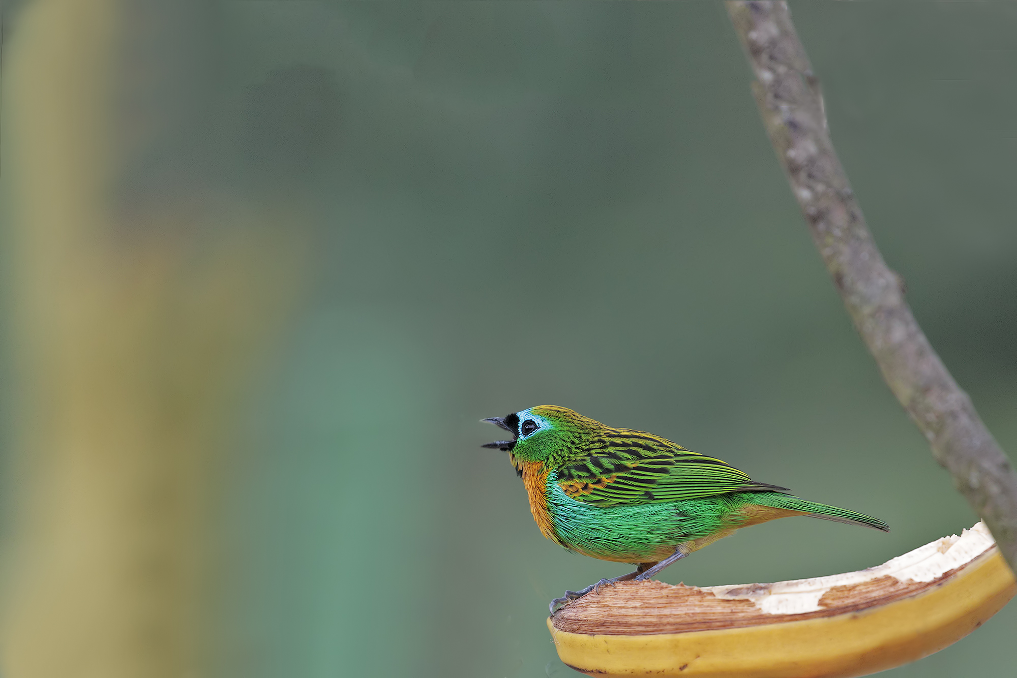 Tangara petto color ottone.