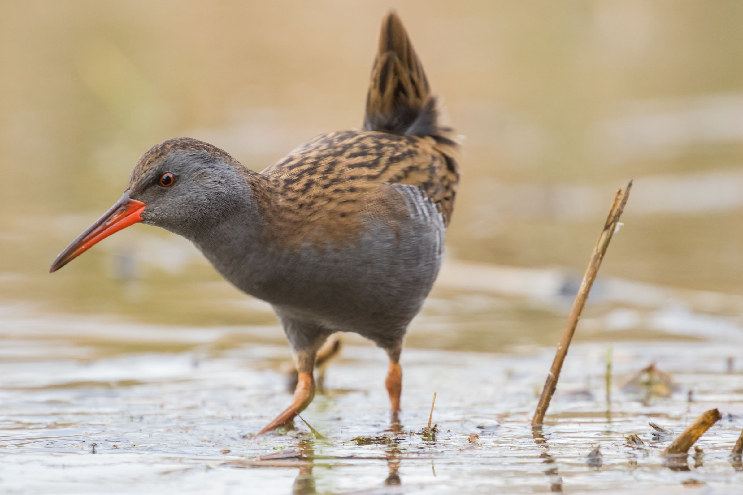 Water Rail