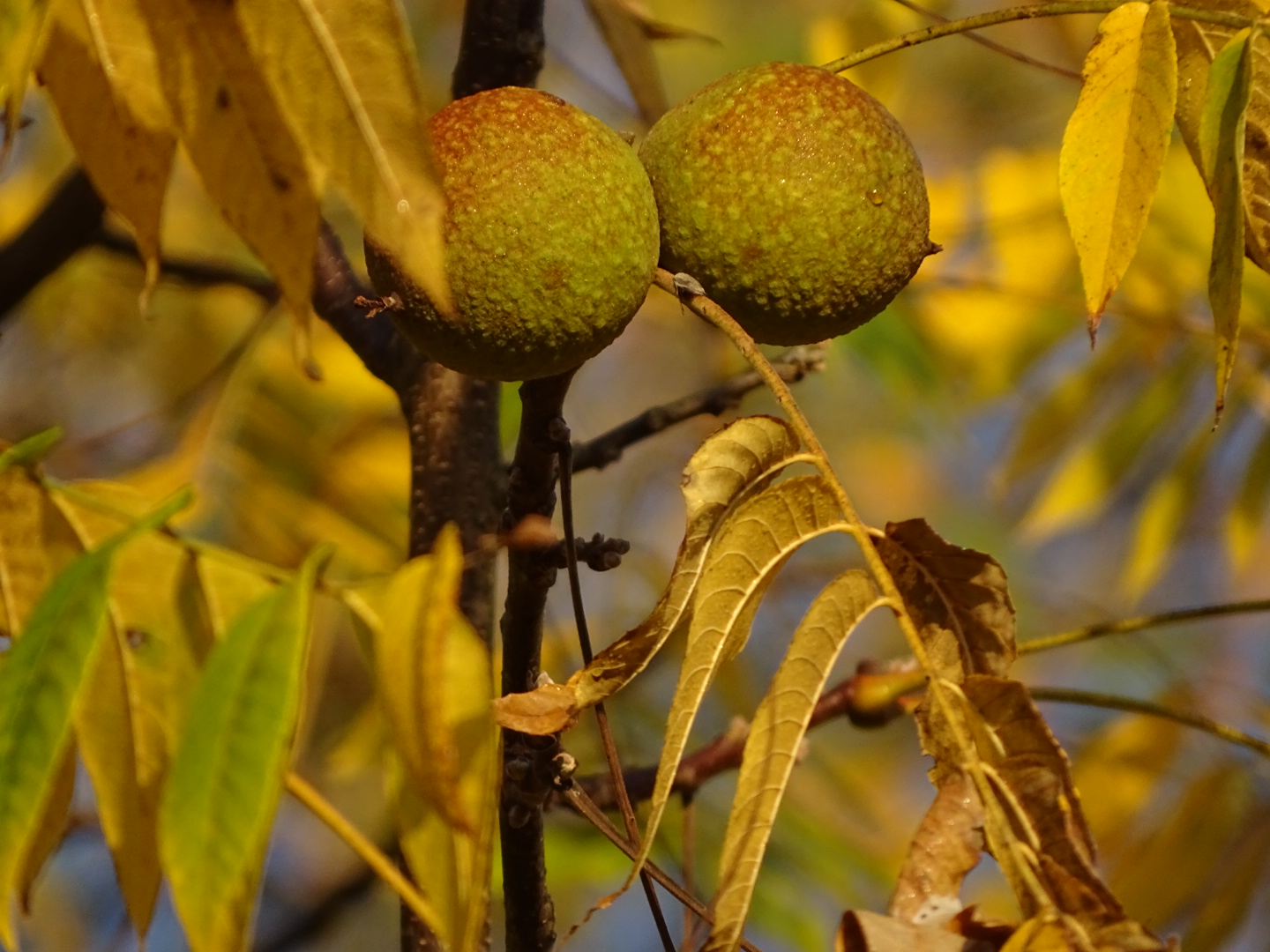 Wild Walnut The plant is to use wood for furniture