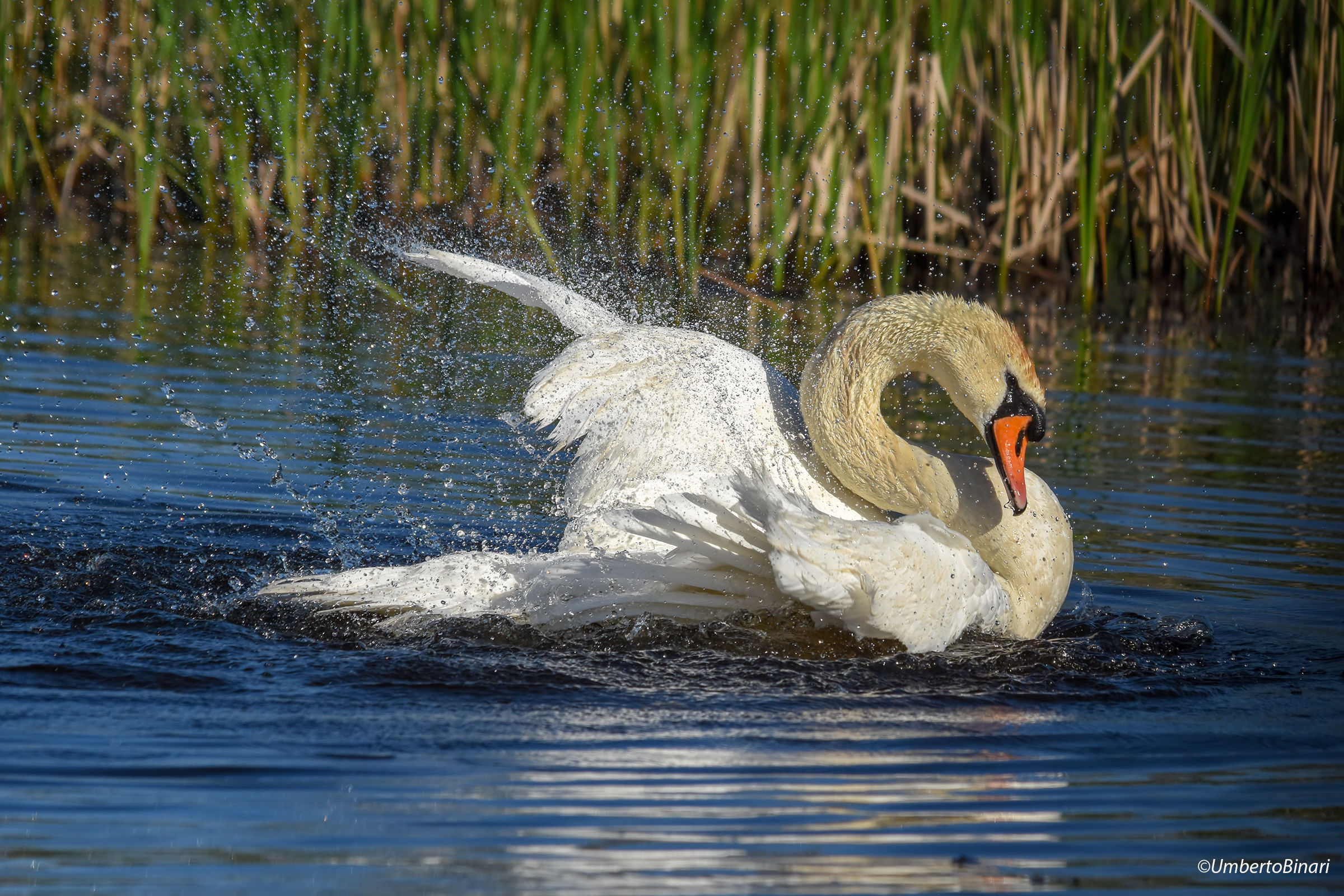 Cigno reale (Cygnus olor), Mute Swan