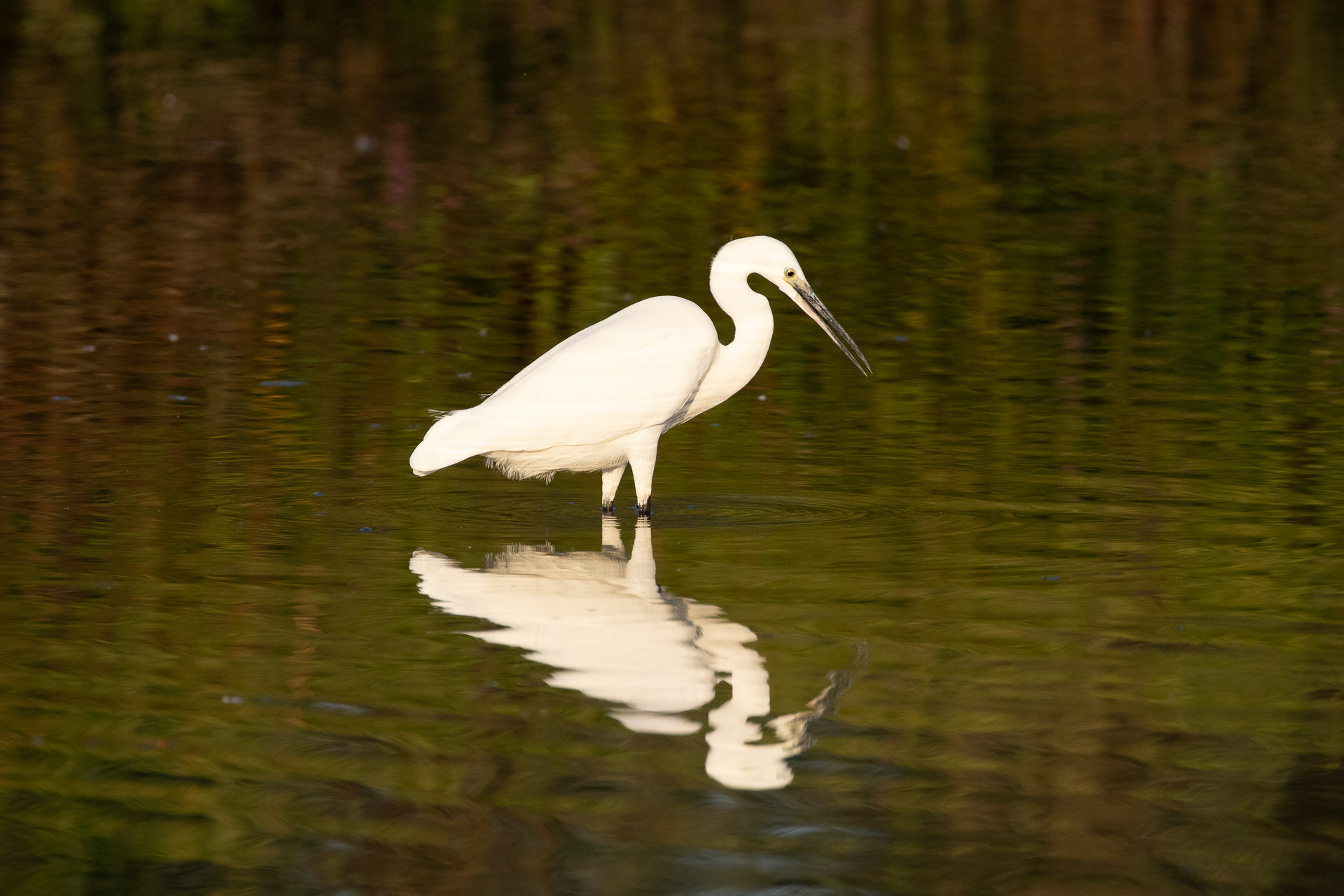 Egretta garzetta (Garzetta)
