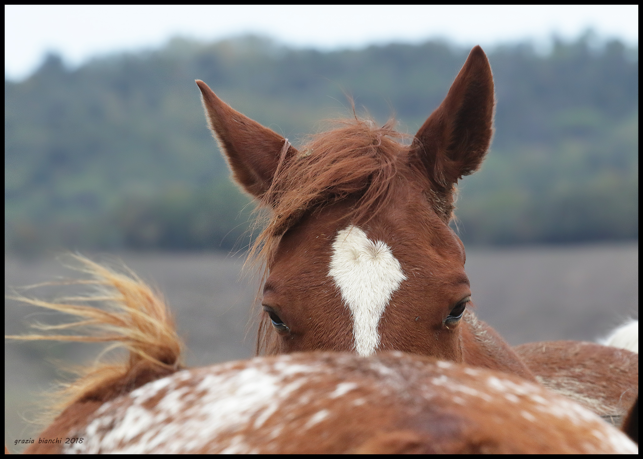 I cavalli di IHP Montaione