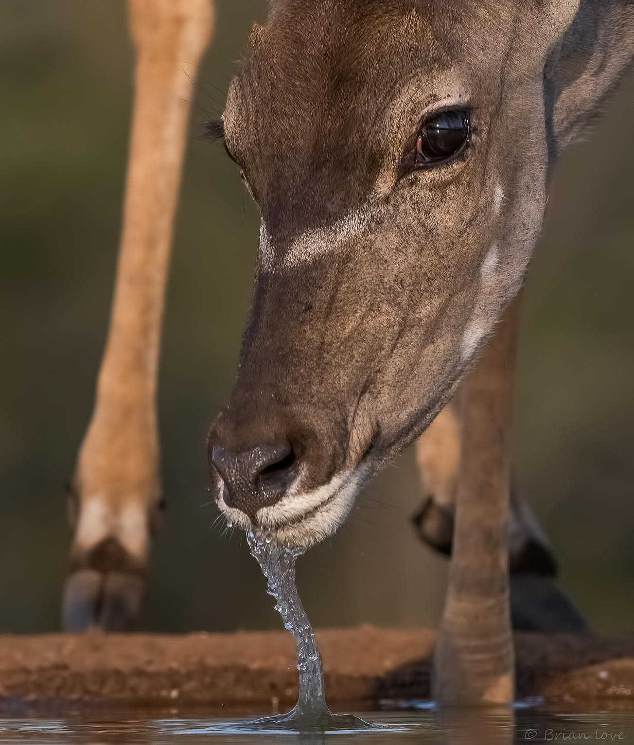Drawing water from the Well