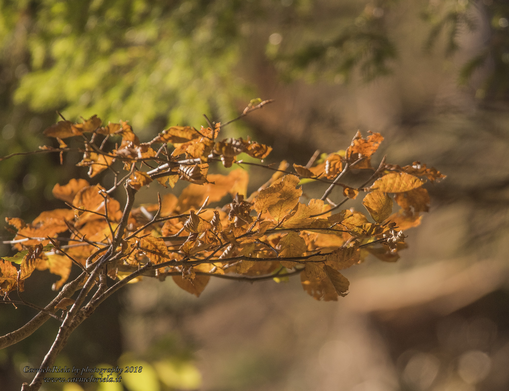 Ramo con foglie d'autunno