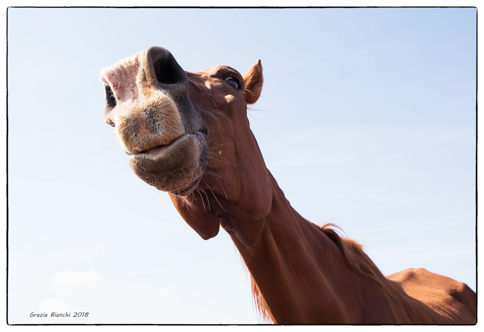 Cavallo di IHP curioso