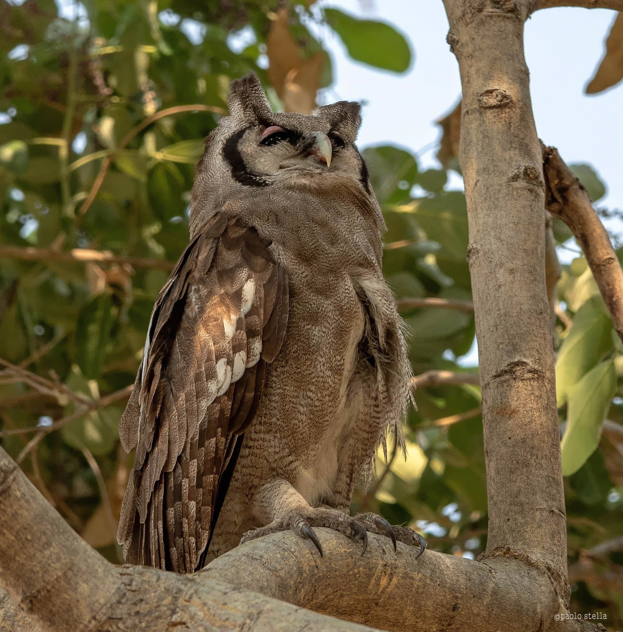 Verreaux's Eagle-owl