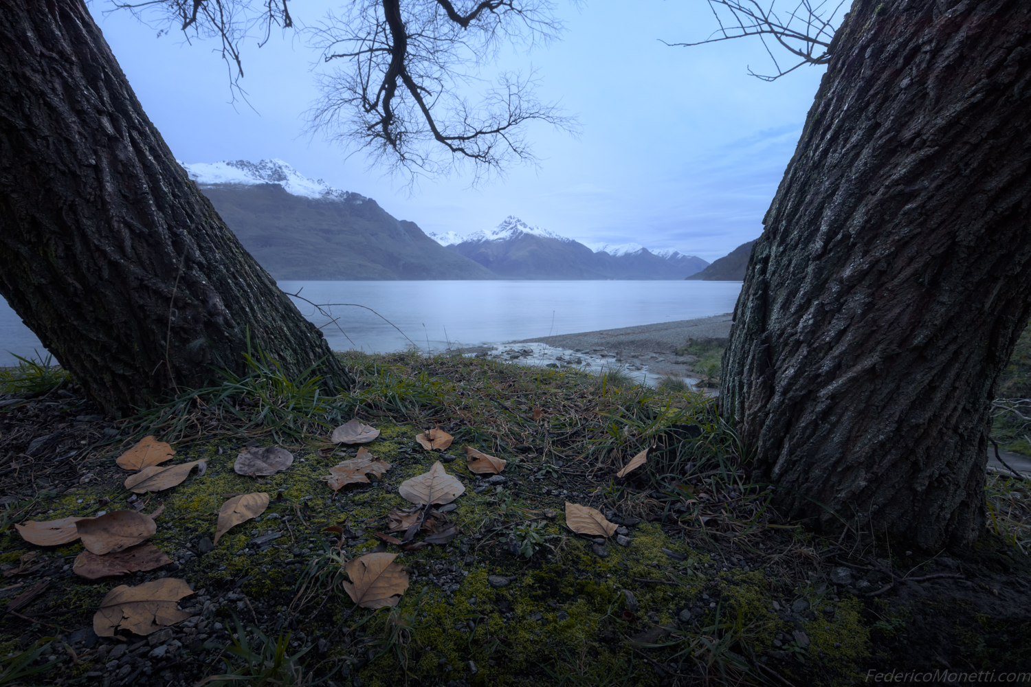Wakatipu's trees