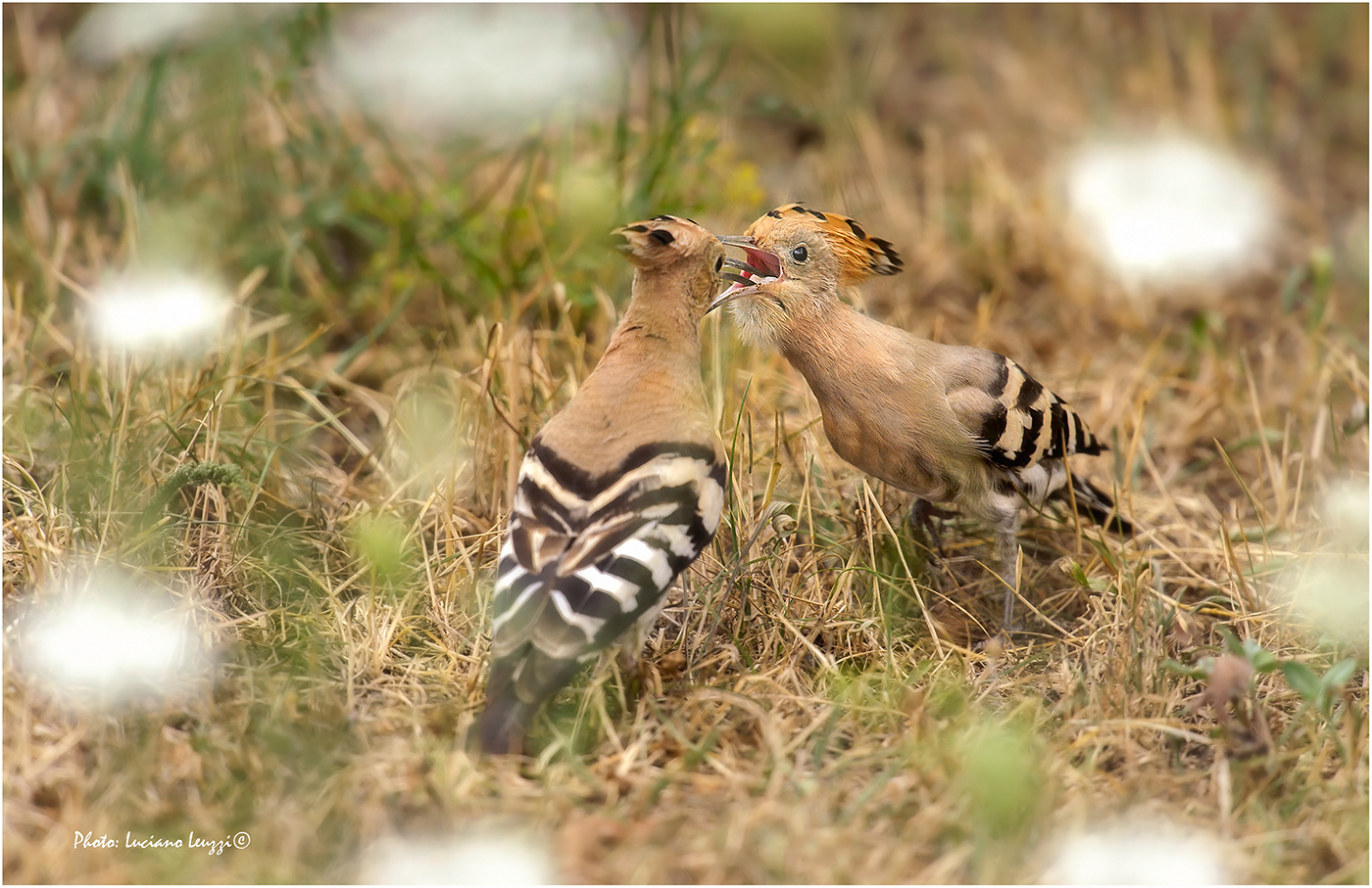 Hoopoe in the lights