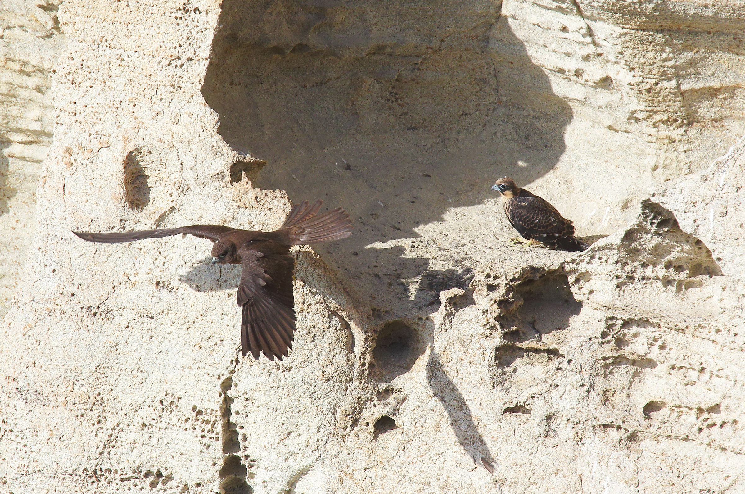 The parent returns to hunt for the offspring