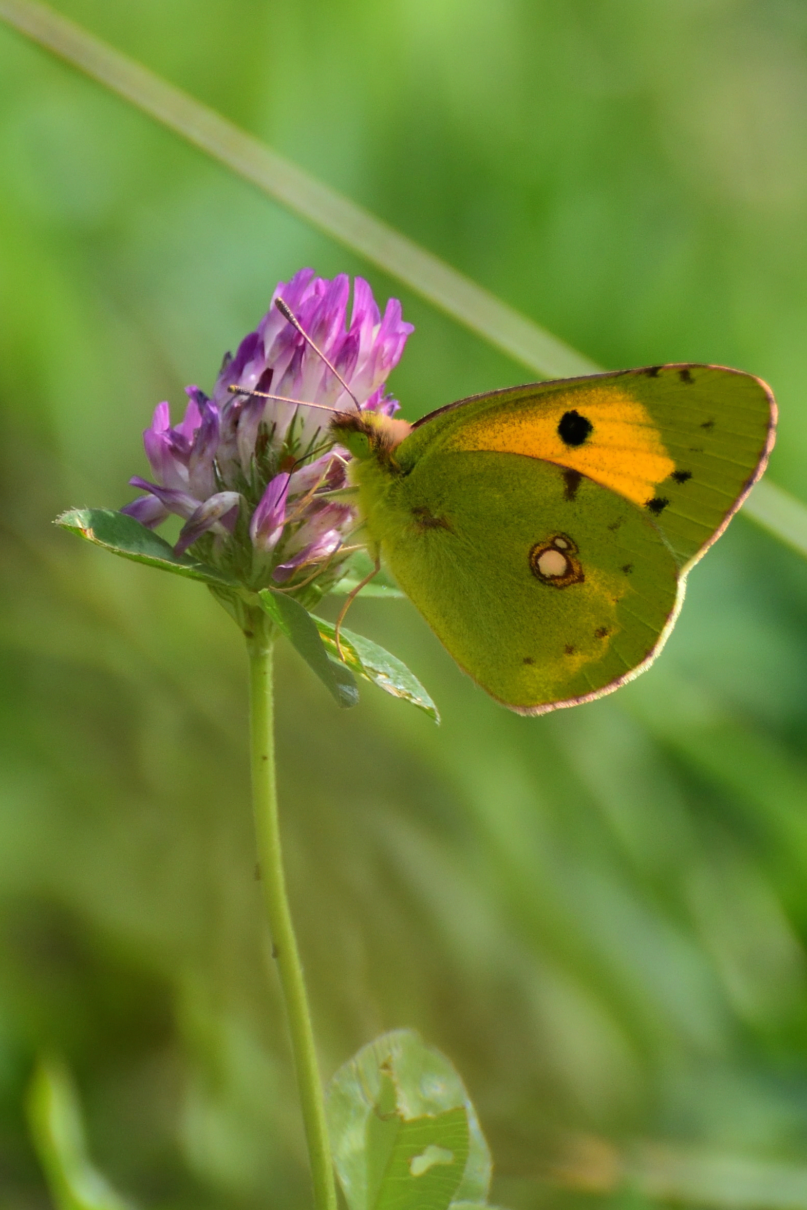 Colias Crocea