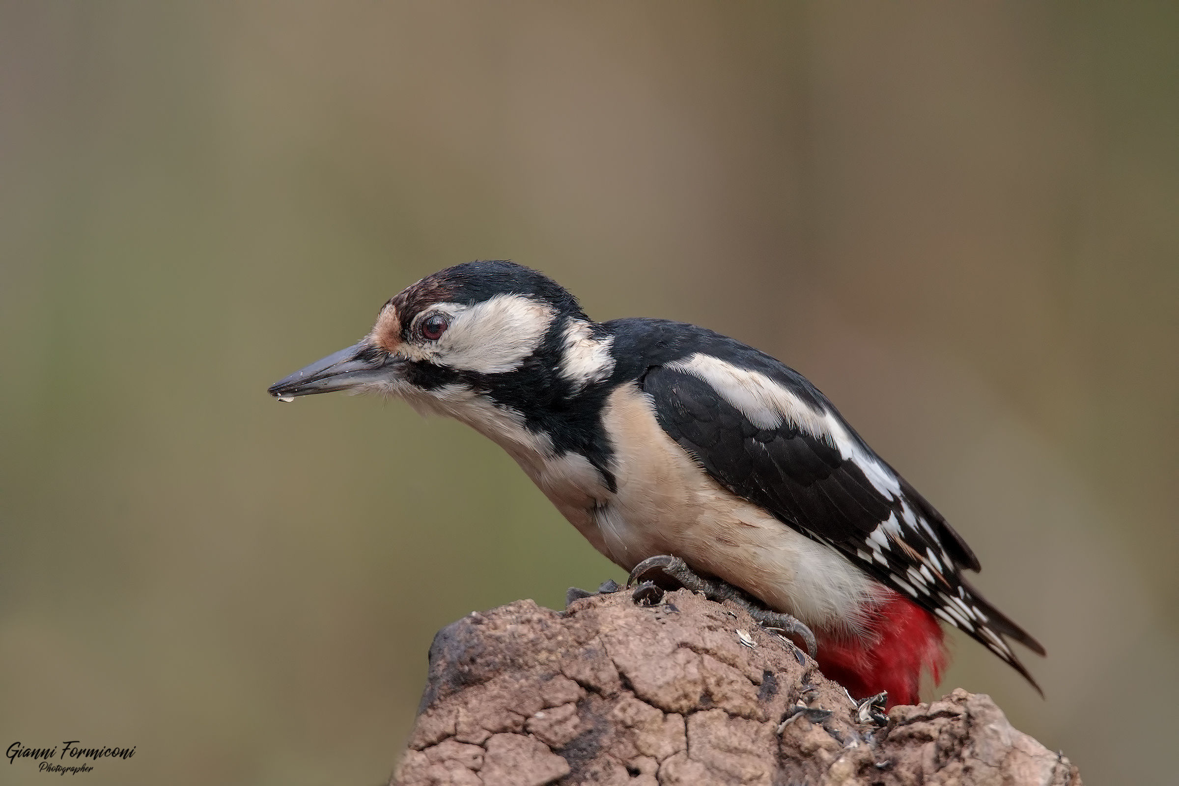Picchio rosso maggiore