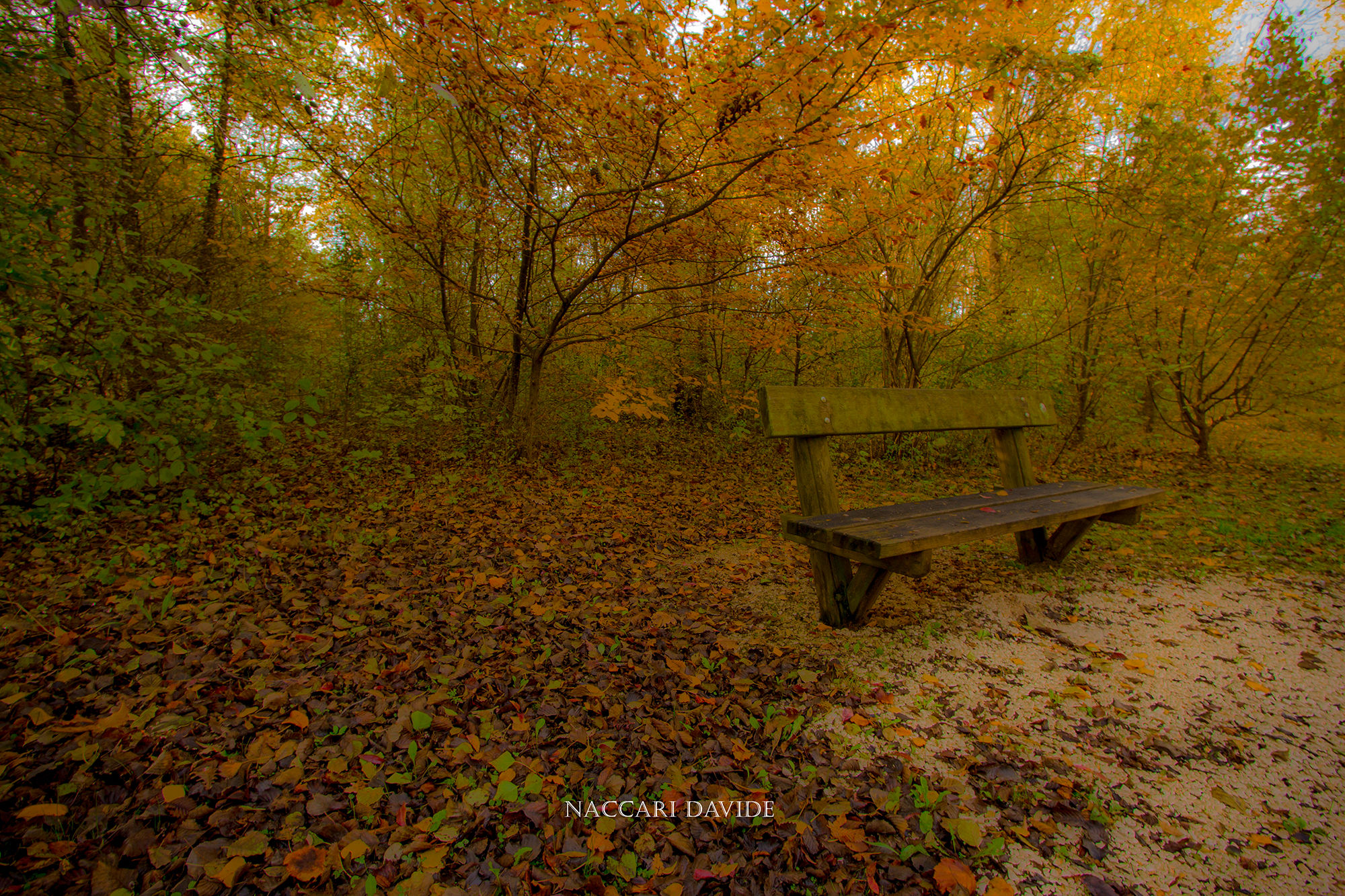 Autumn Bench
