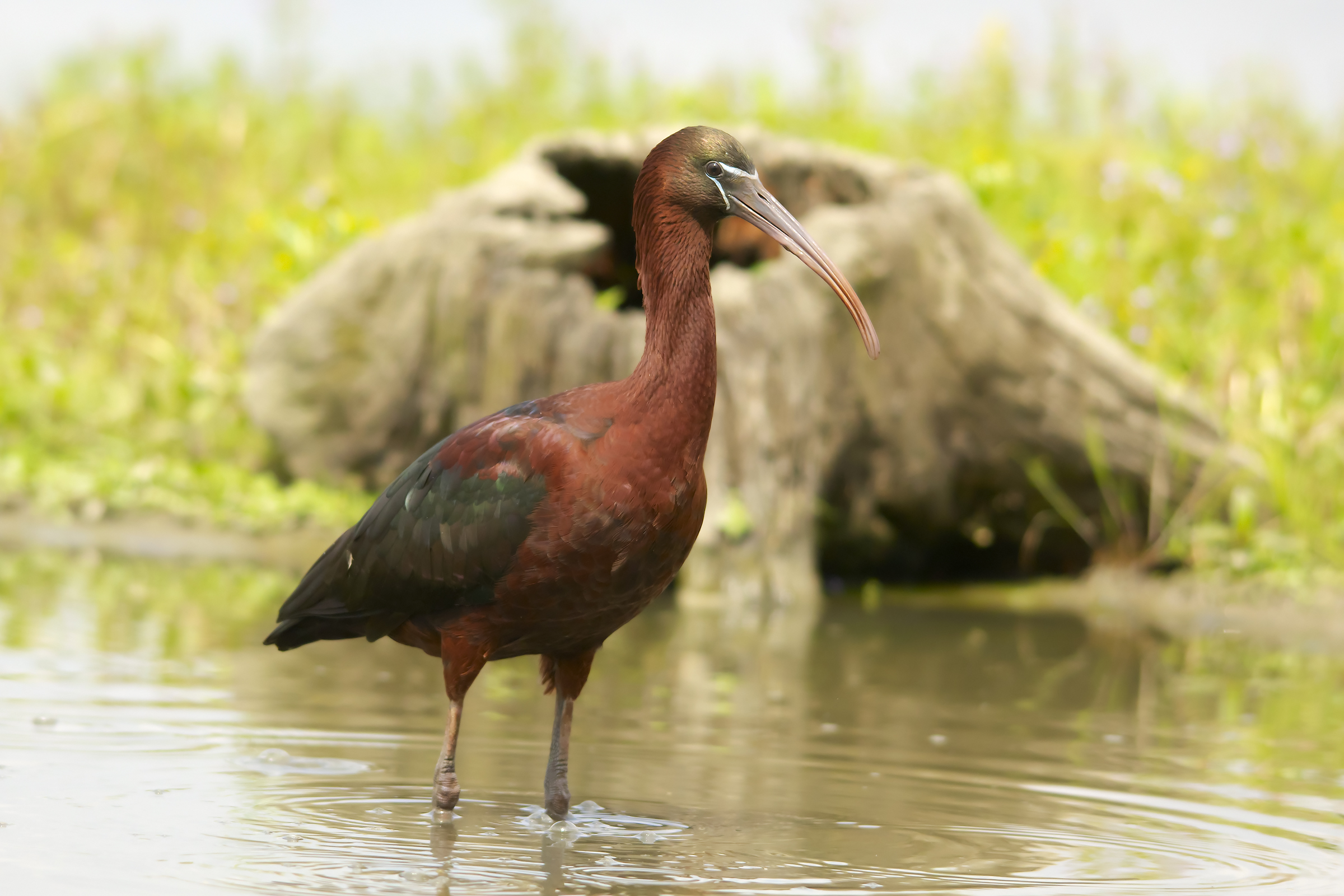 Mignattaio (Plegadis falcinellus), Glossy Ibis