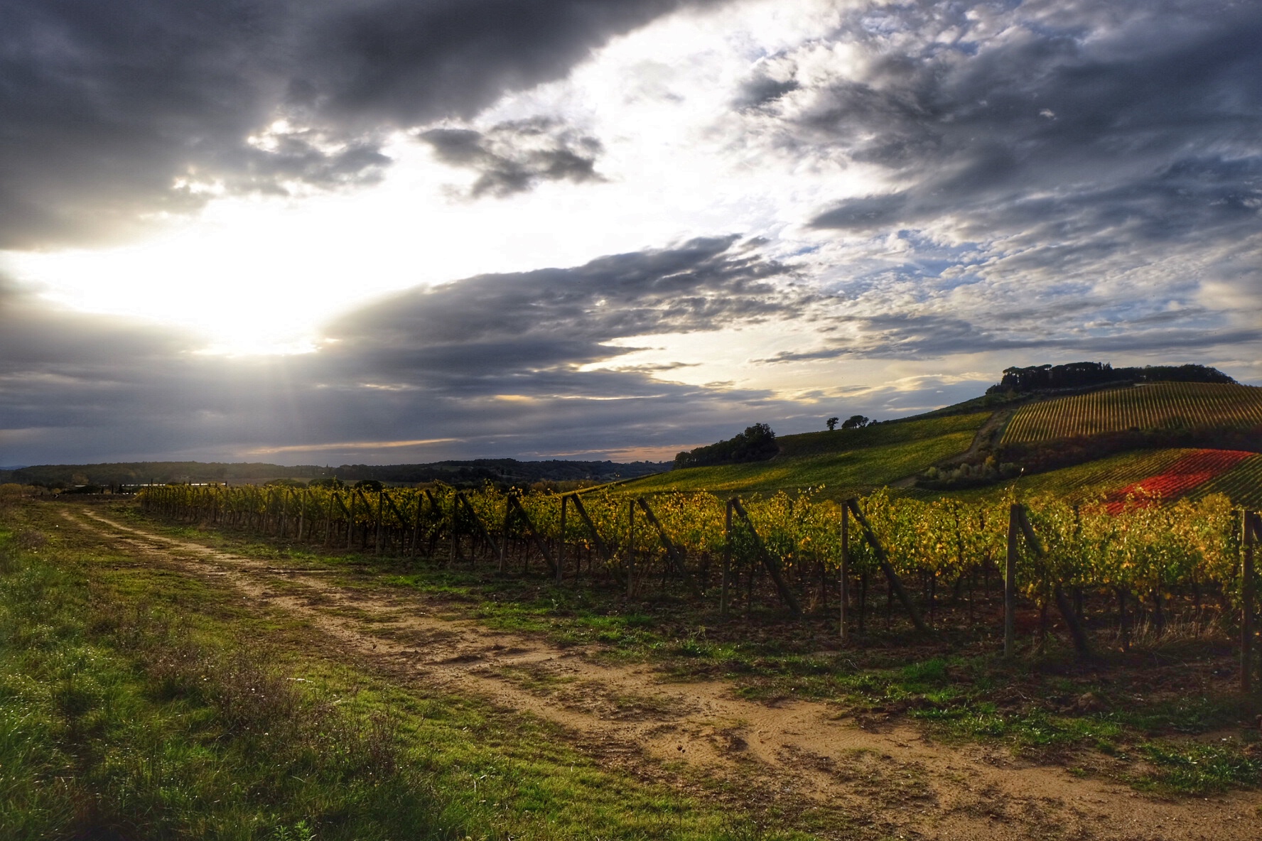 Vineyards of Chianti