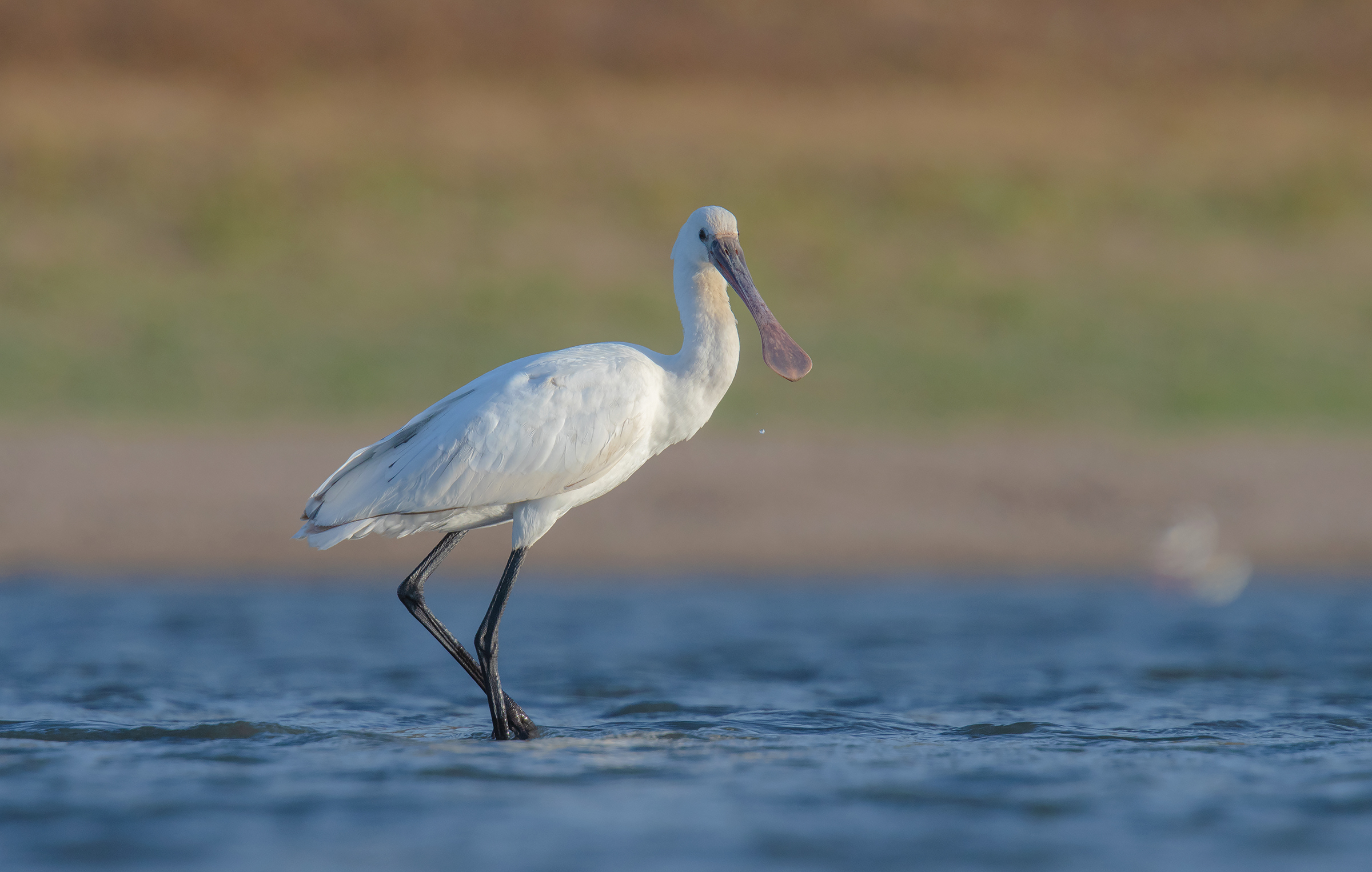 spoonbill