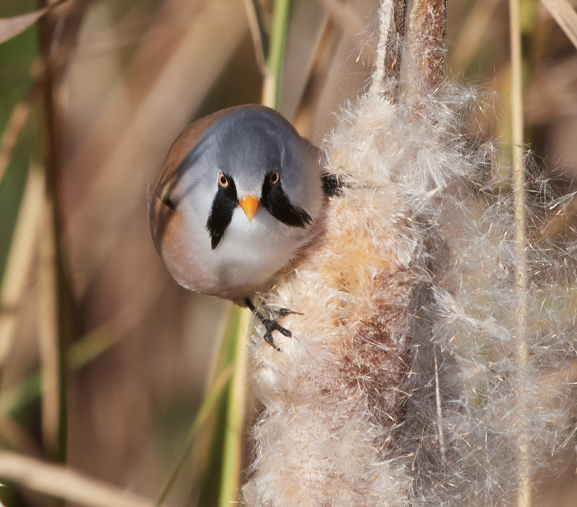 Maschio barbuto del tit
