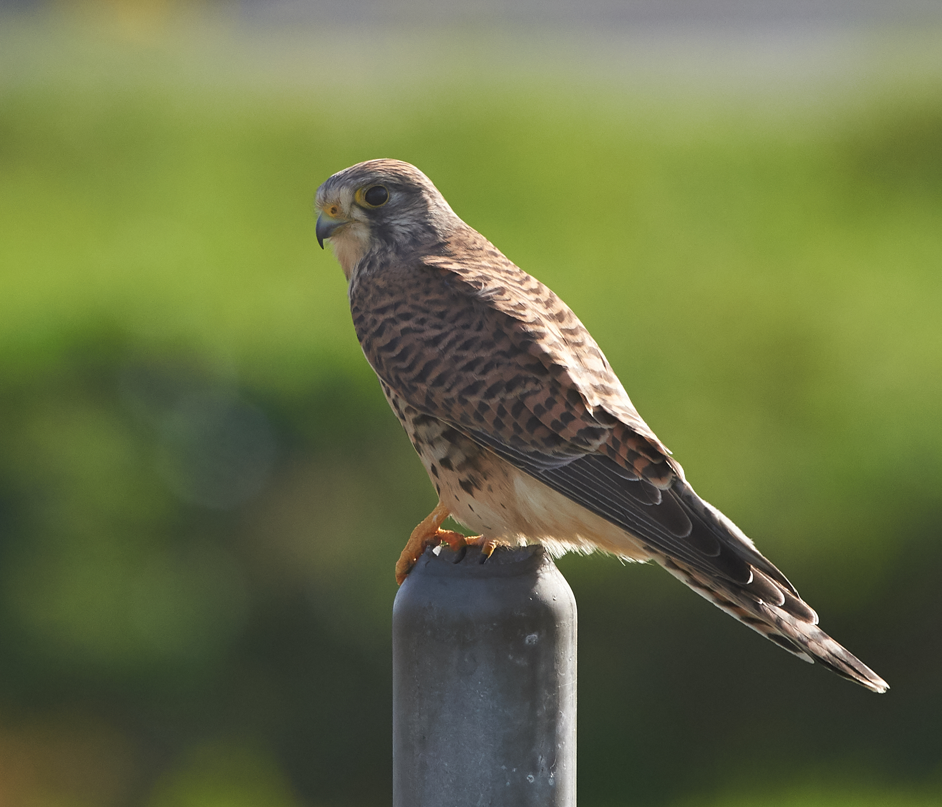 Gheppio europeo (comune)