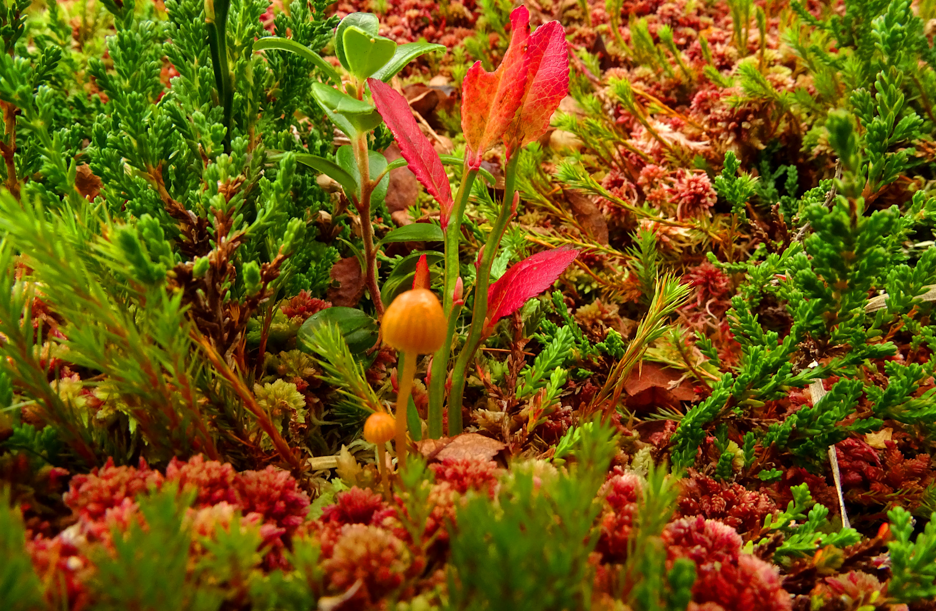 Looking down on the ground
