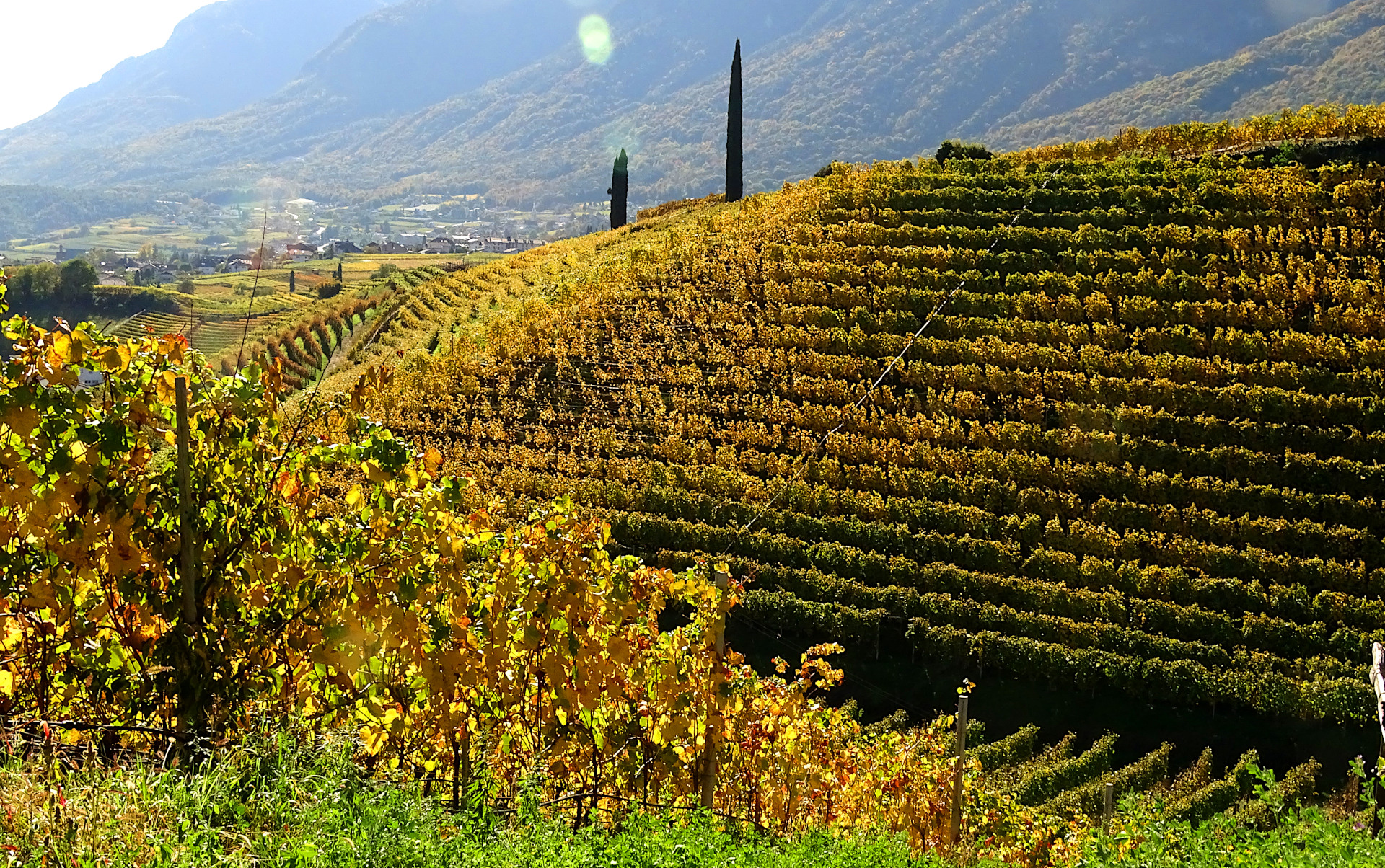 Vineyards in South Tyrol