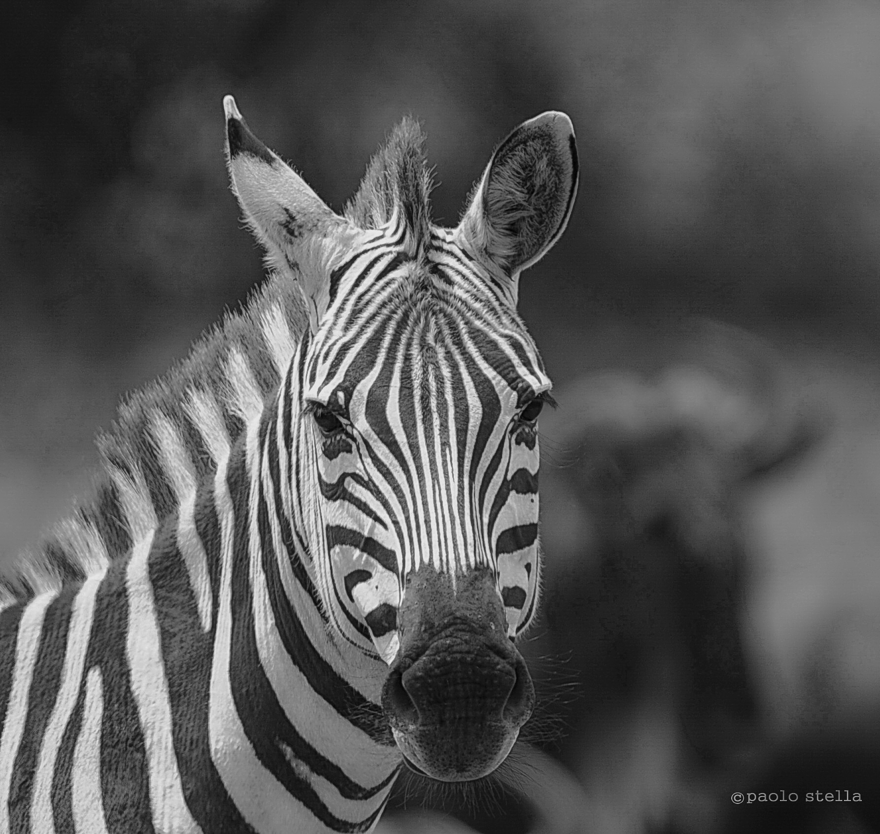 zebra's portrait