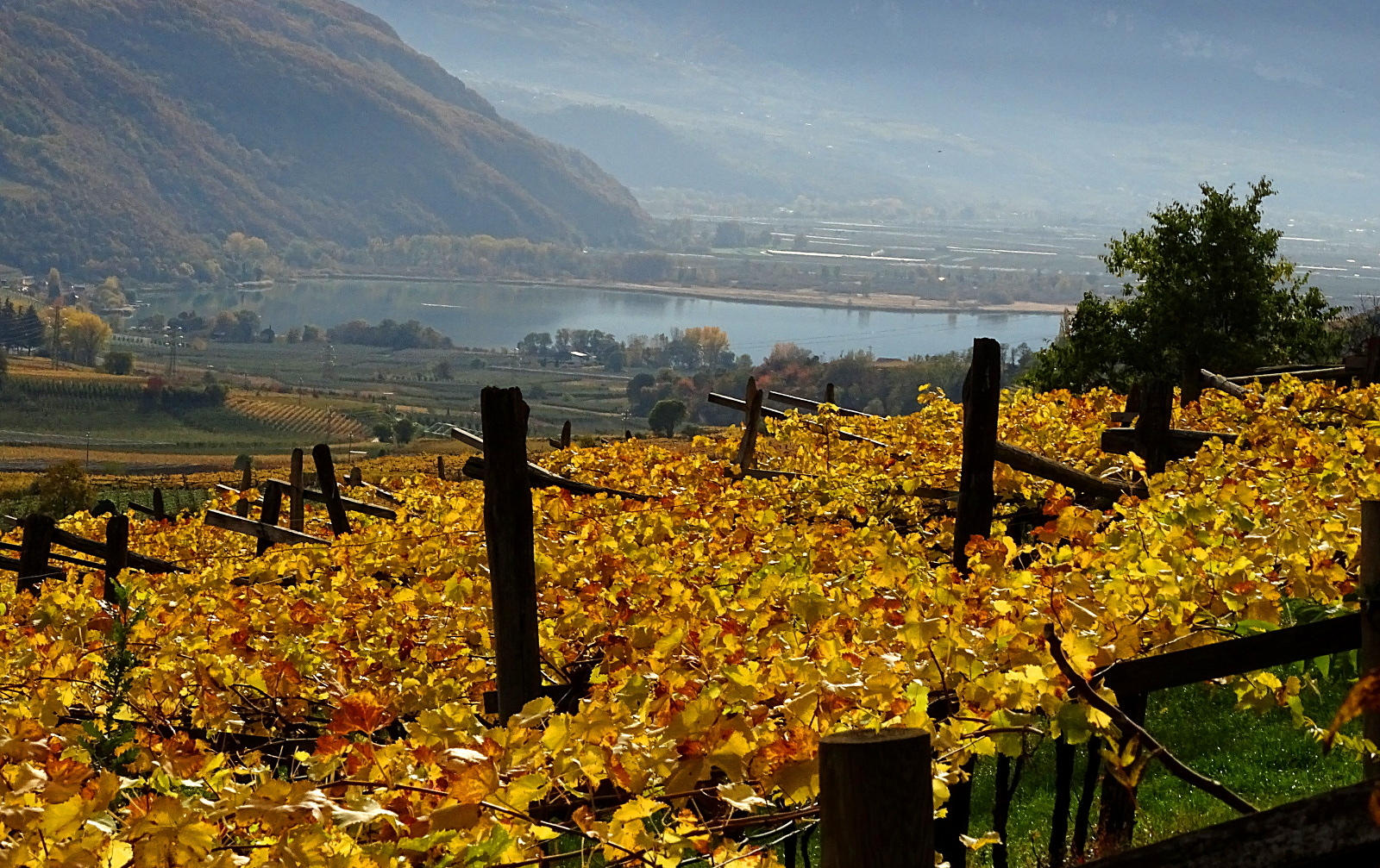 Kalterersee among the vineyards