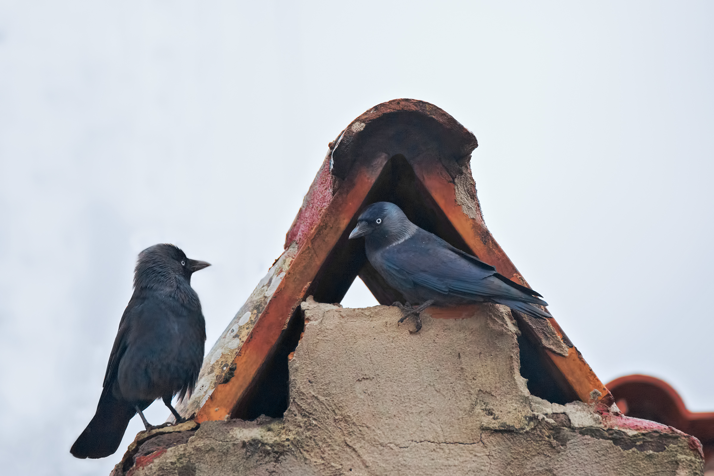 Tccole in search of home