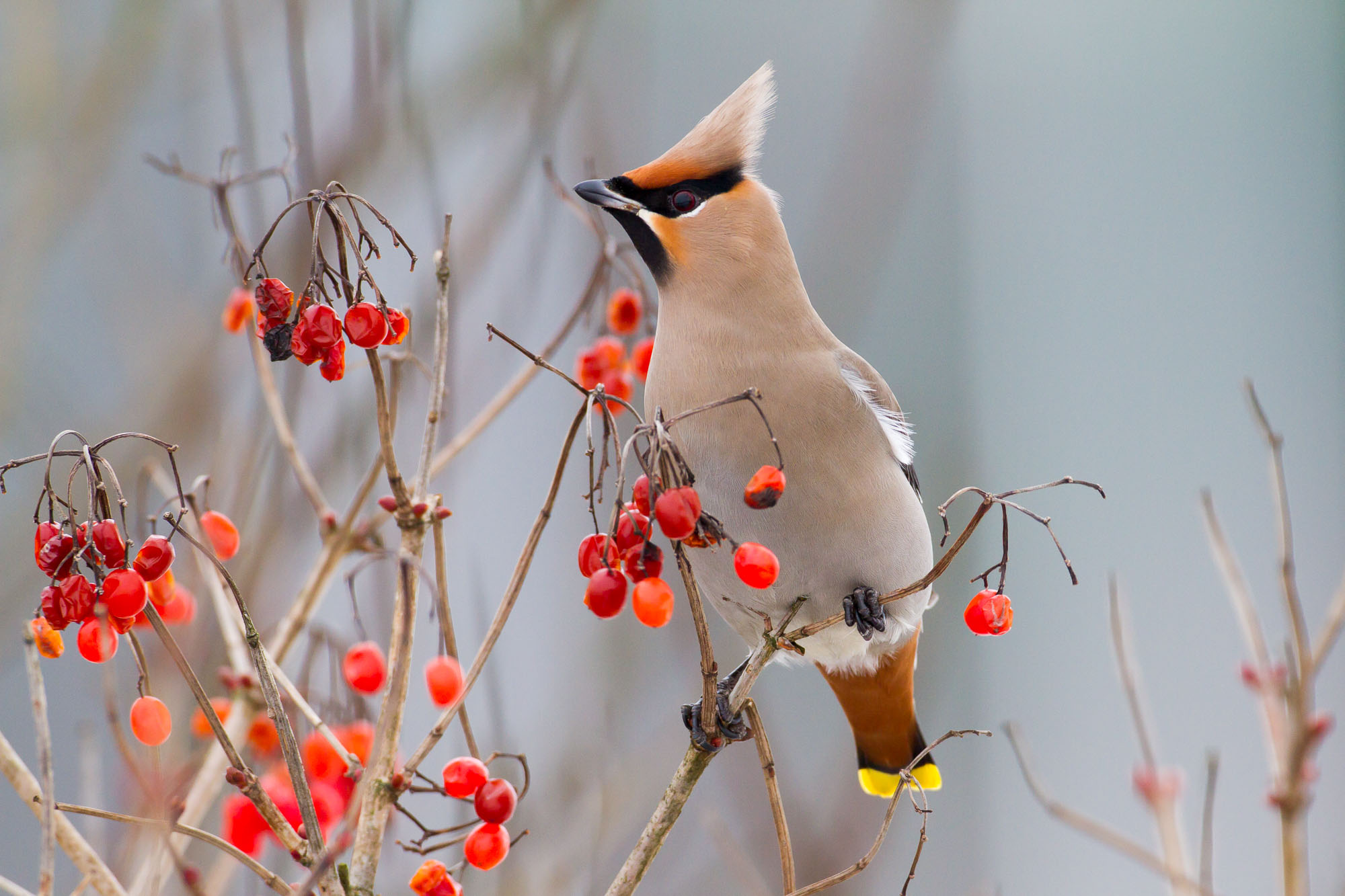 Bohemian waxwing (Bombycilla garrulus)