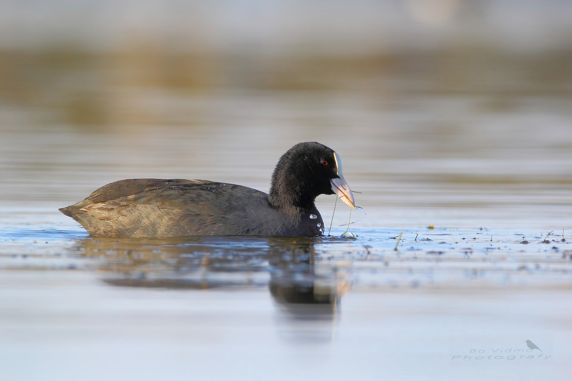 Coot