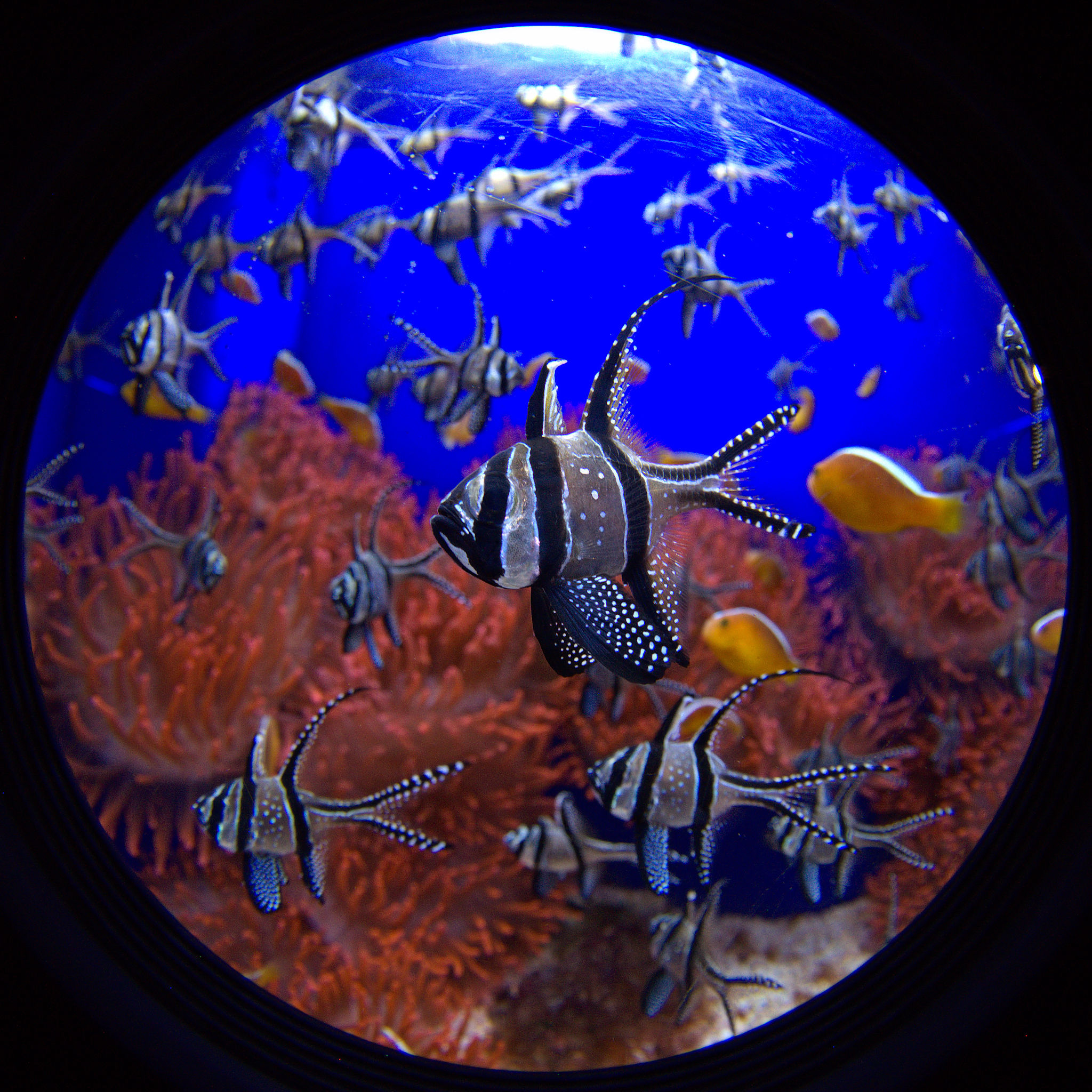Fish by fish eye
