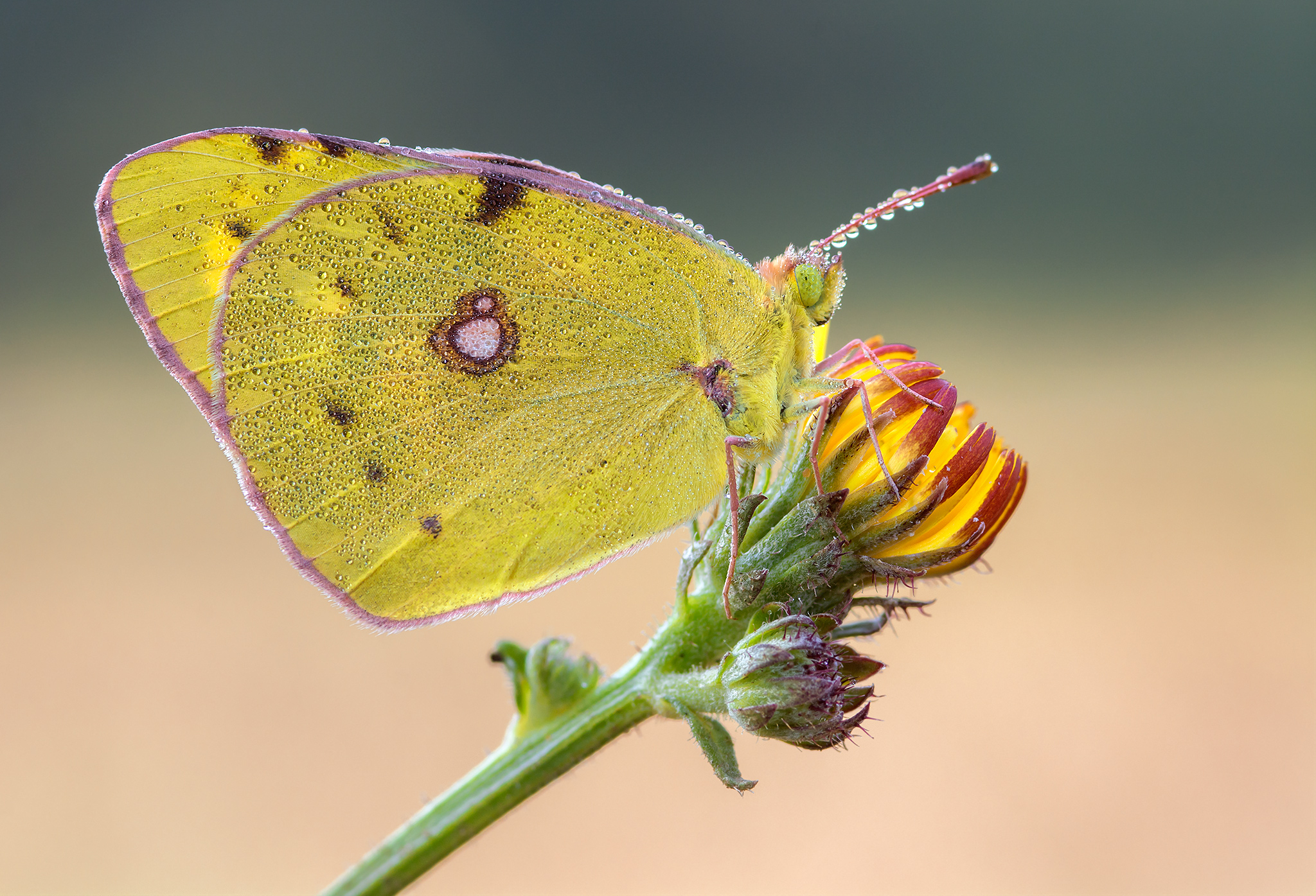 Colias alfacariens