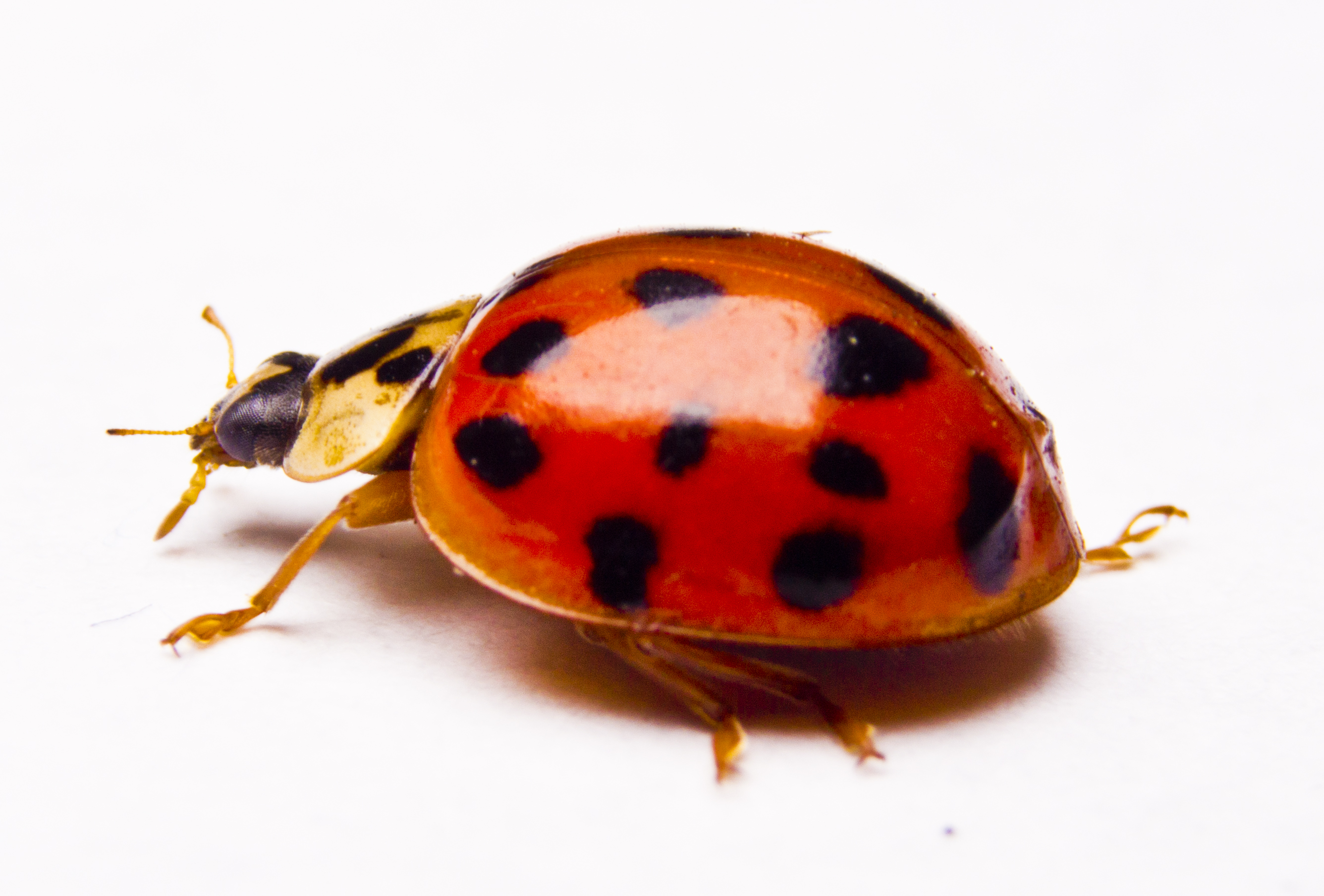 Ladybug
