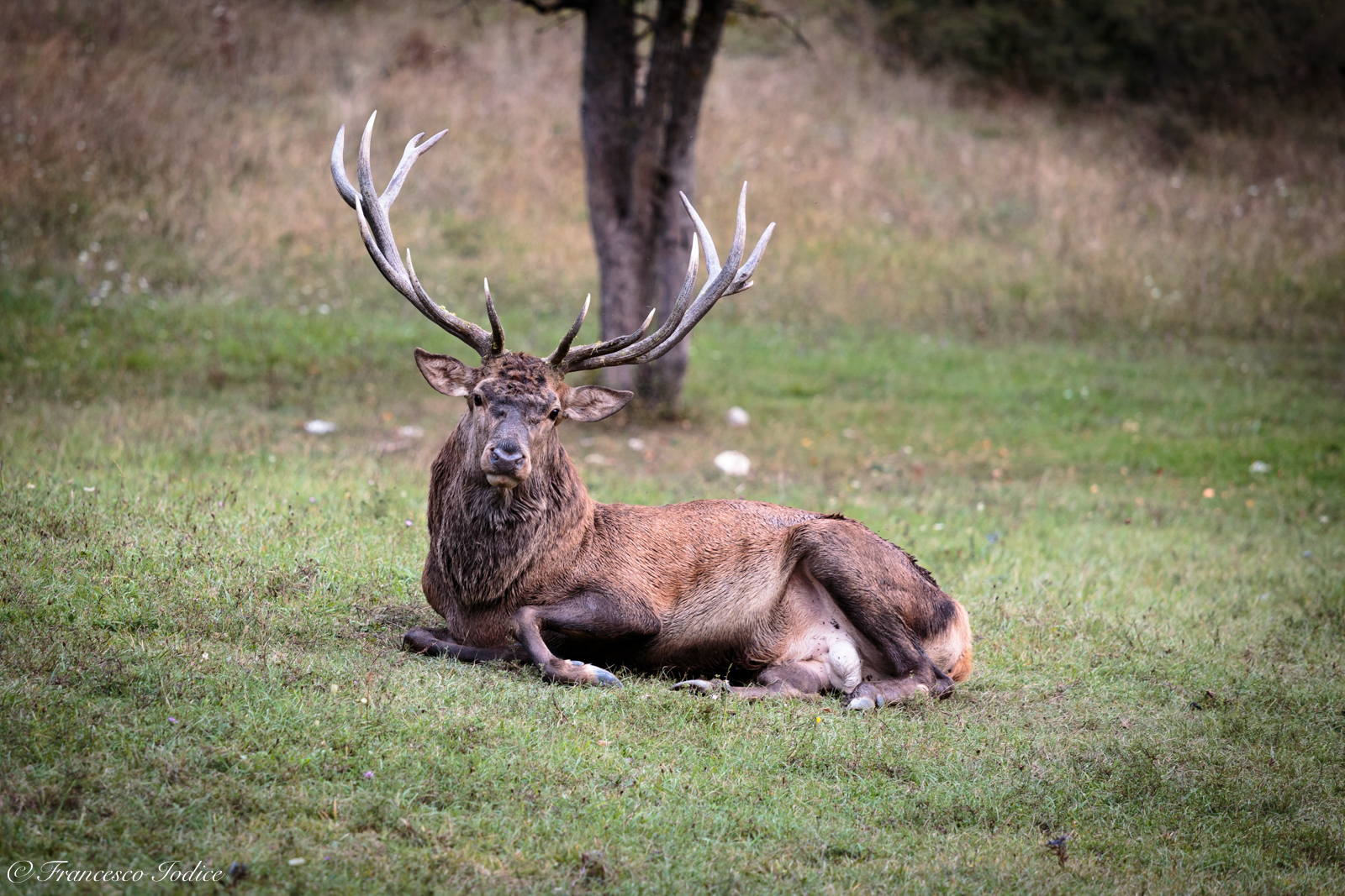 Deer, Lake Barrea Abruzzo