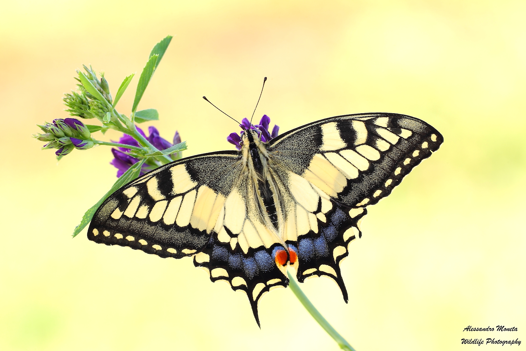 Pronto a spiccare il volo