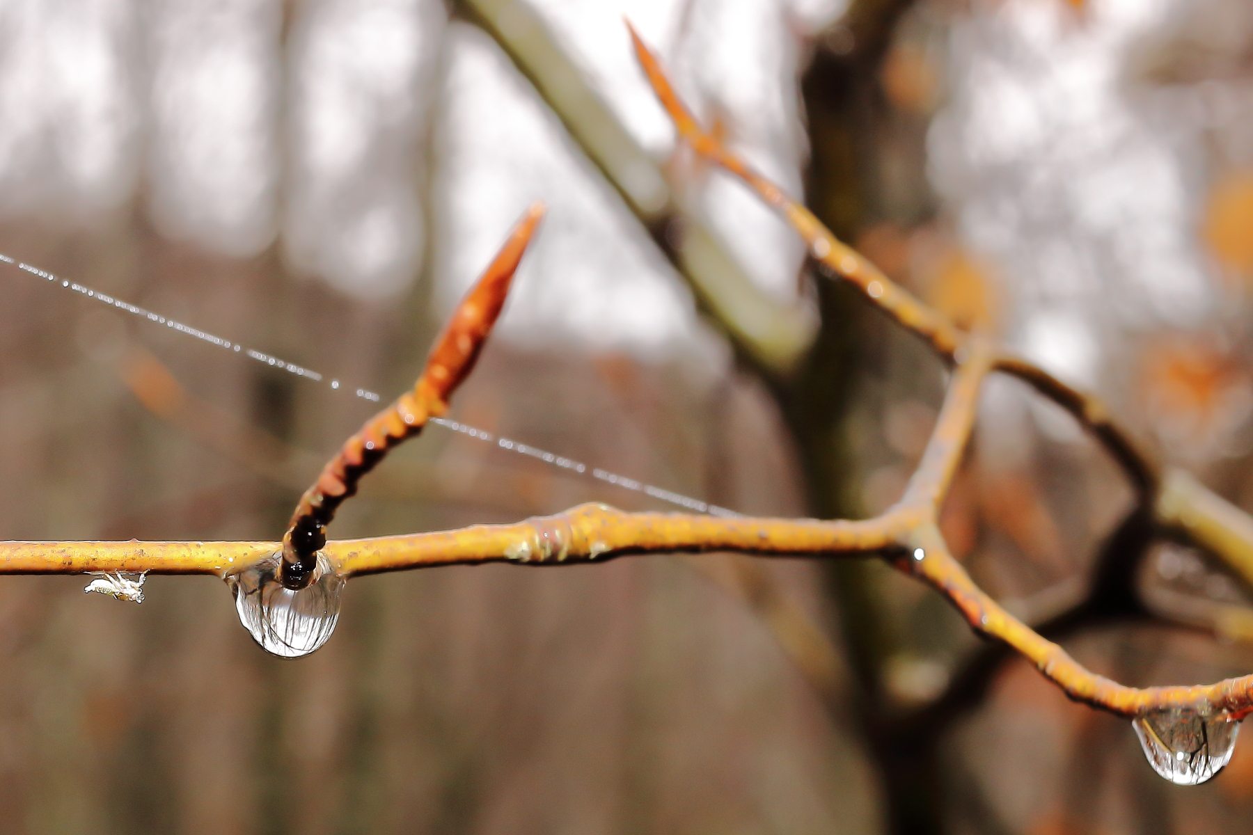 il bosco in due gocce d'acqua