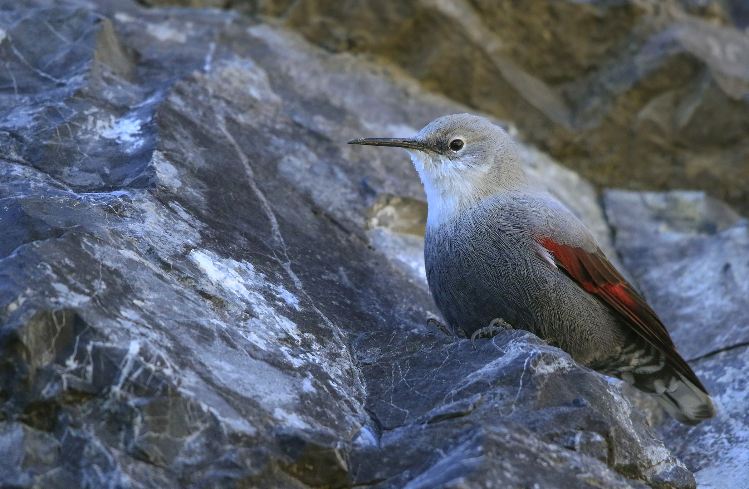 Wallcreeper in Cliff