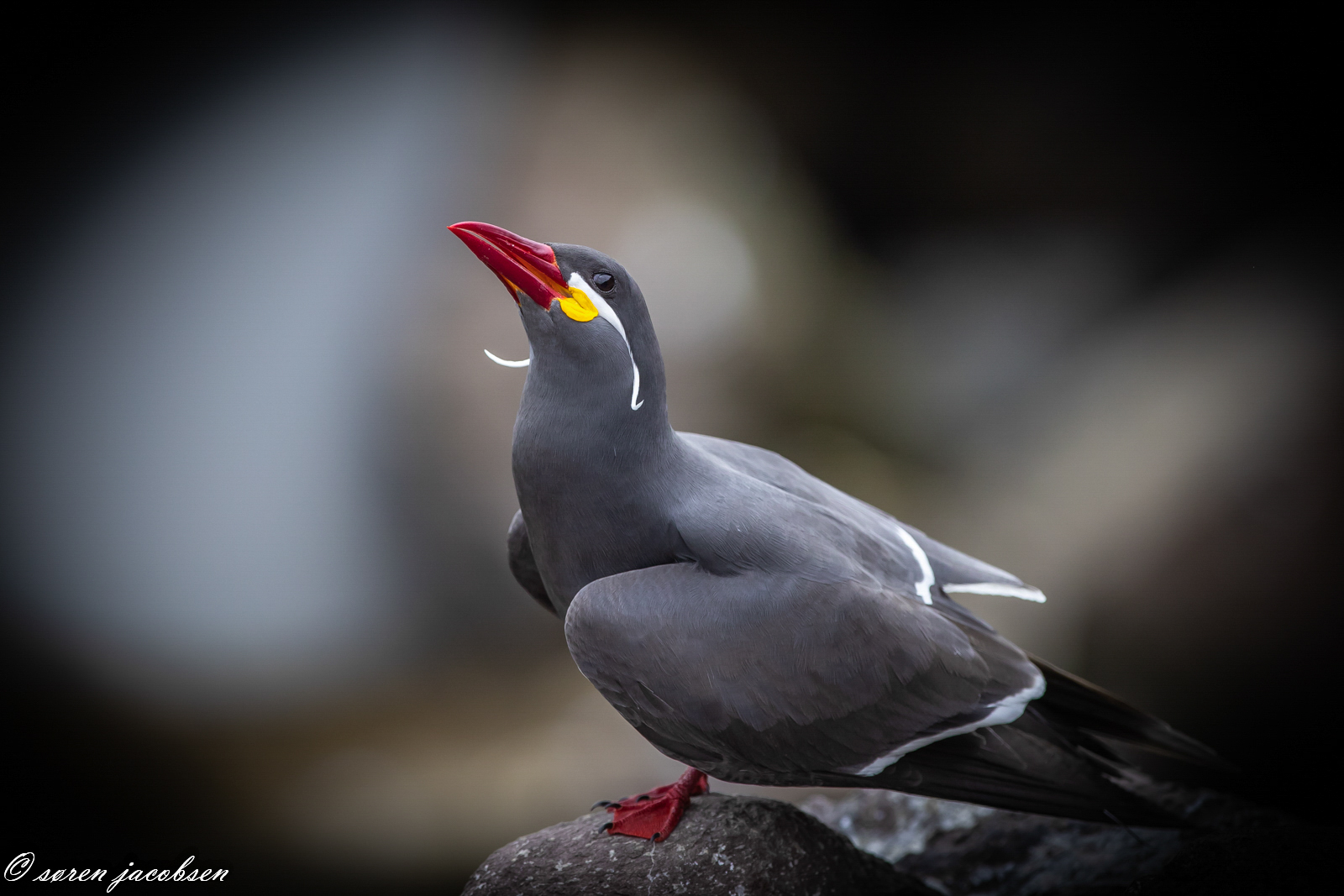 Inca Tern!