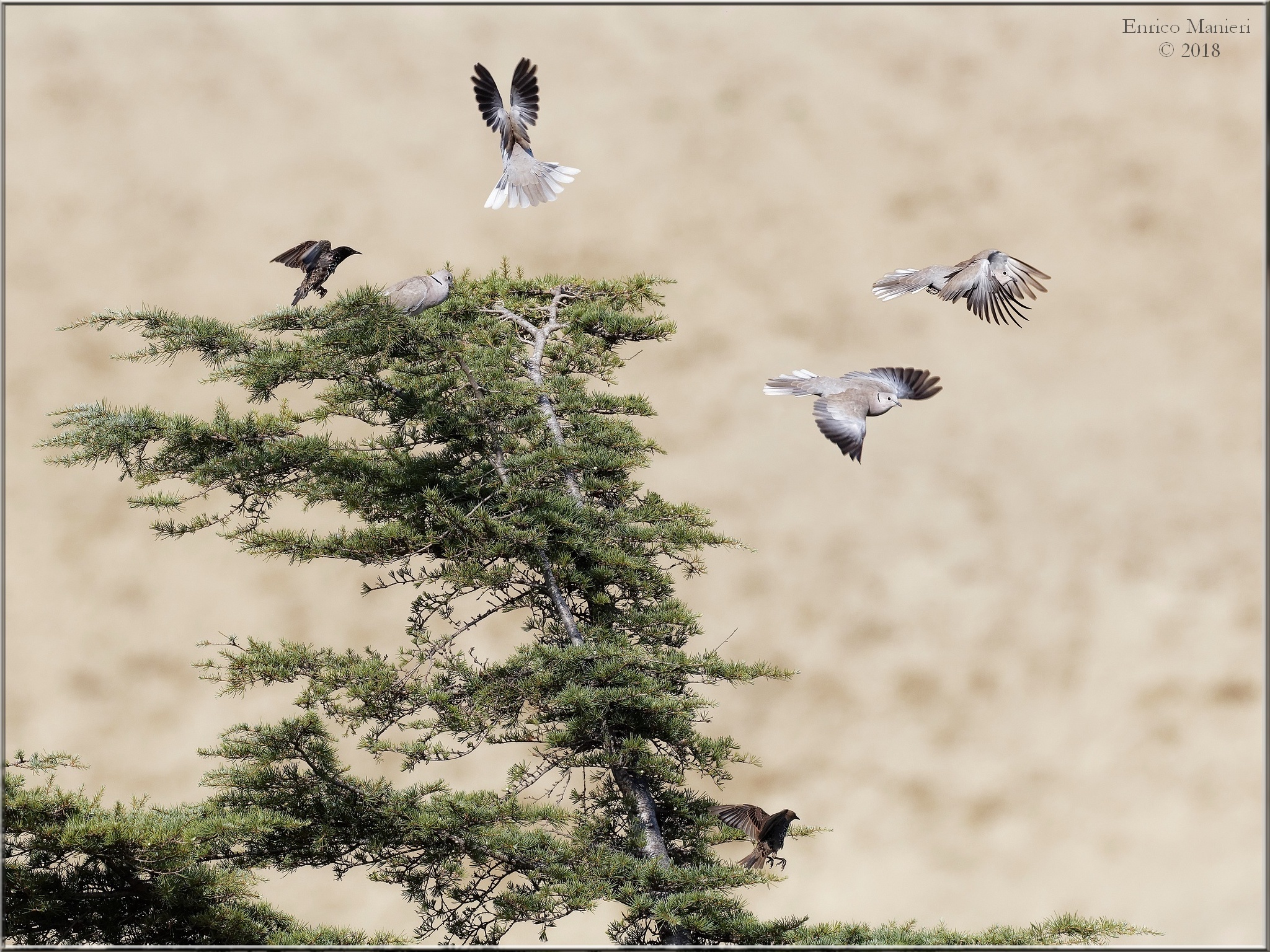 Volo di tortore spaventate dagli storni