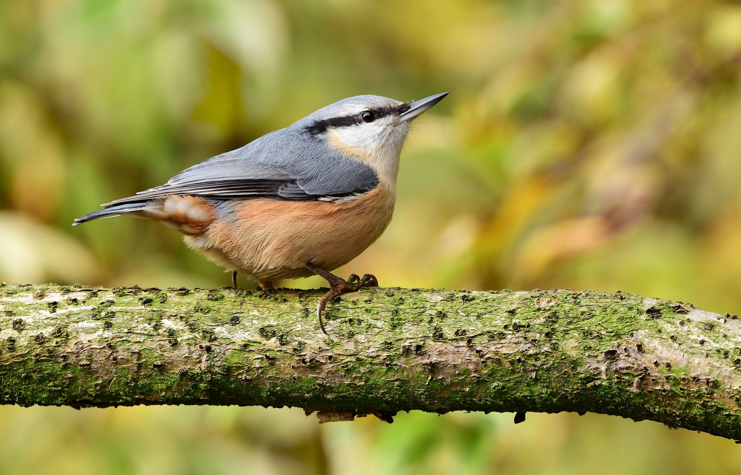 Nuthatch