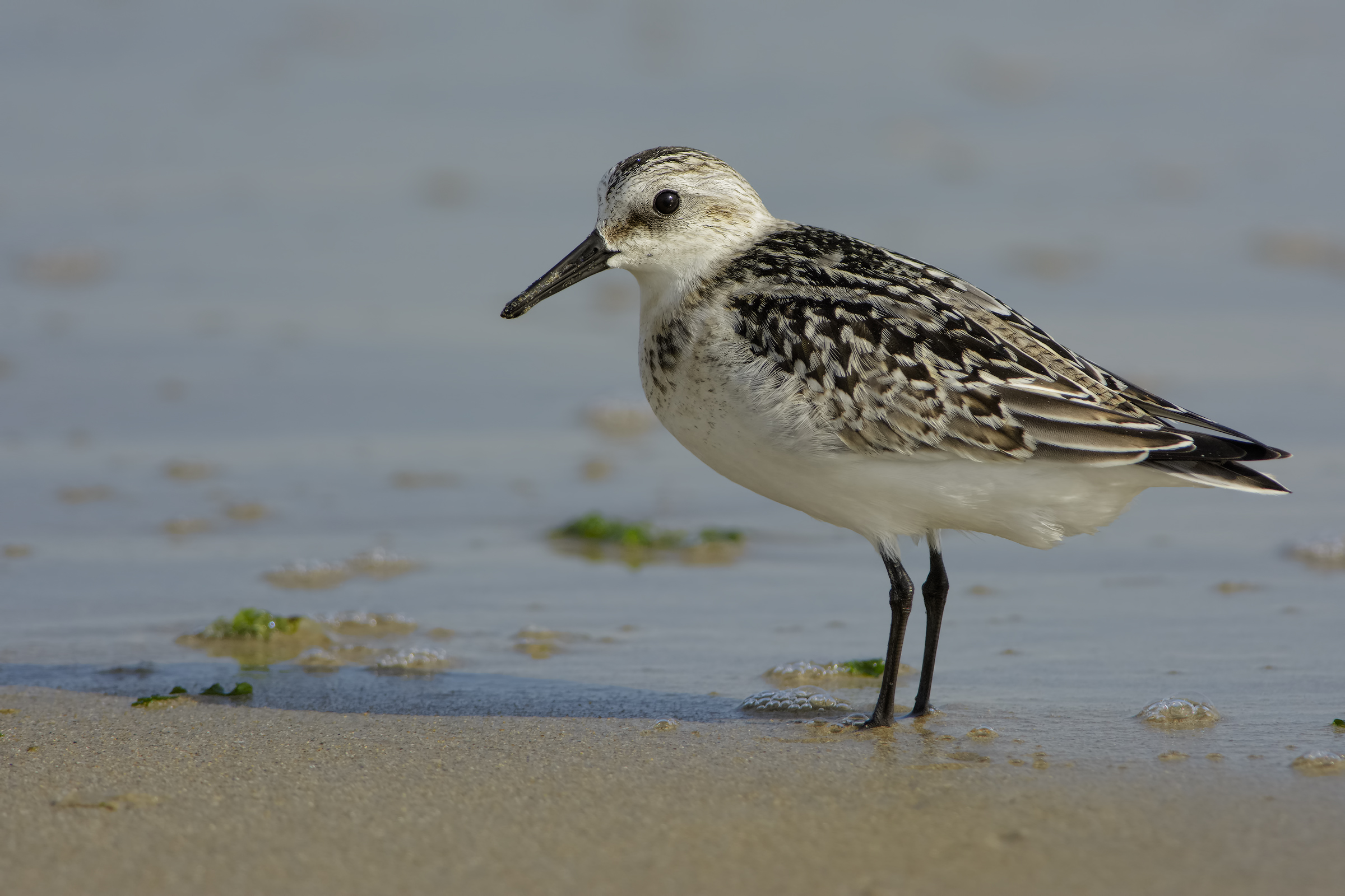 Piovanello tridattilo (Calidris alba)