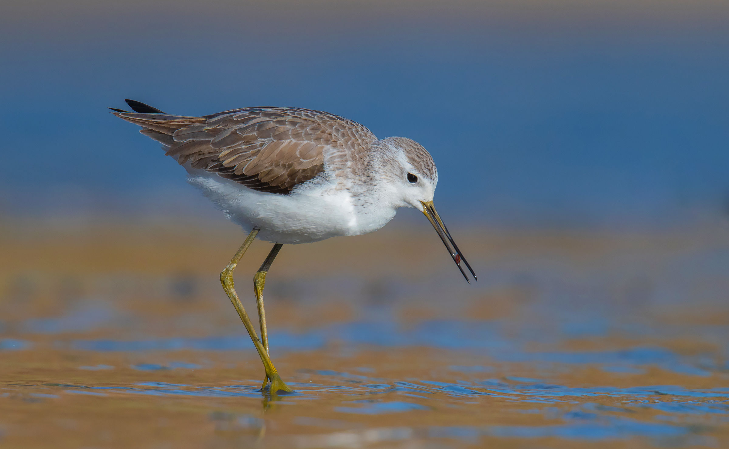 Marsh Sandpiper