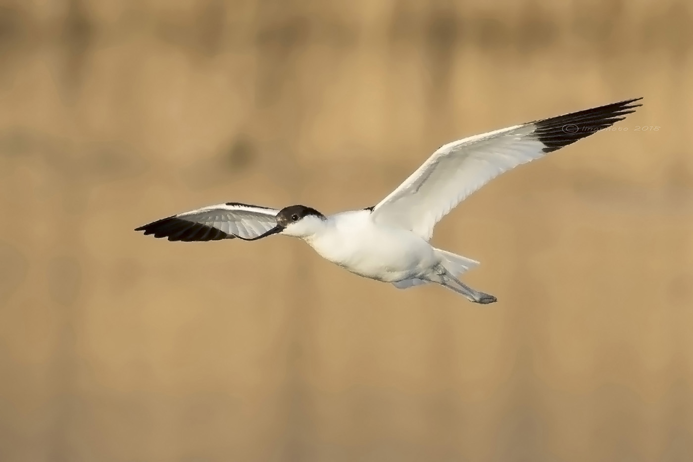 Avocetta (Recurvirostra avosetta)
