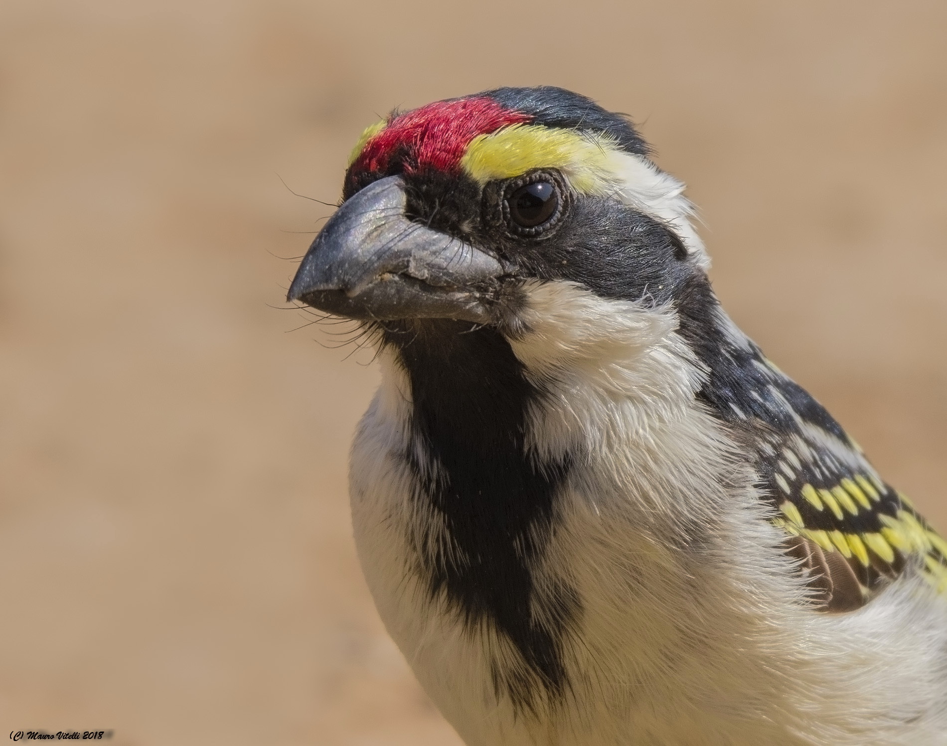 Acacia Pied Barbet (Tricholaema Leucomela)