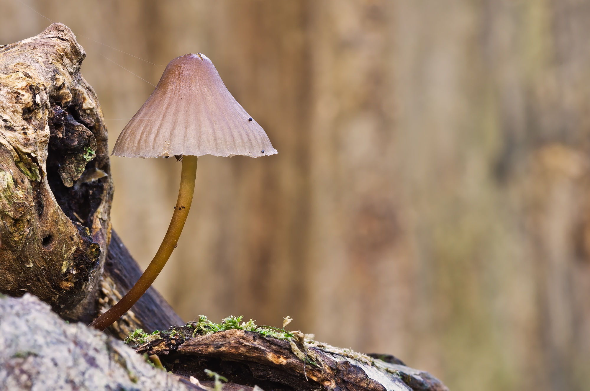 Mycena (Pers.) Roussel -  Mycenaceae