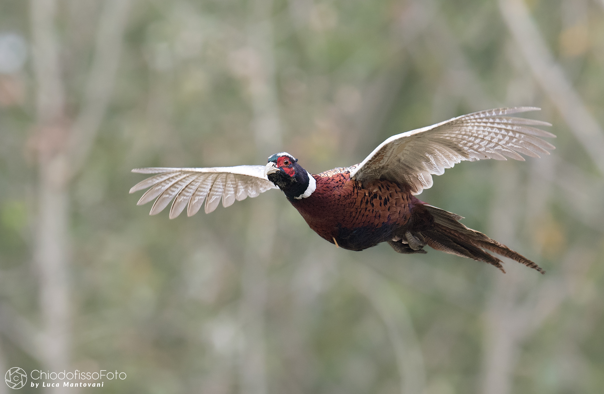 Male pheasant in flight