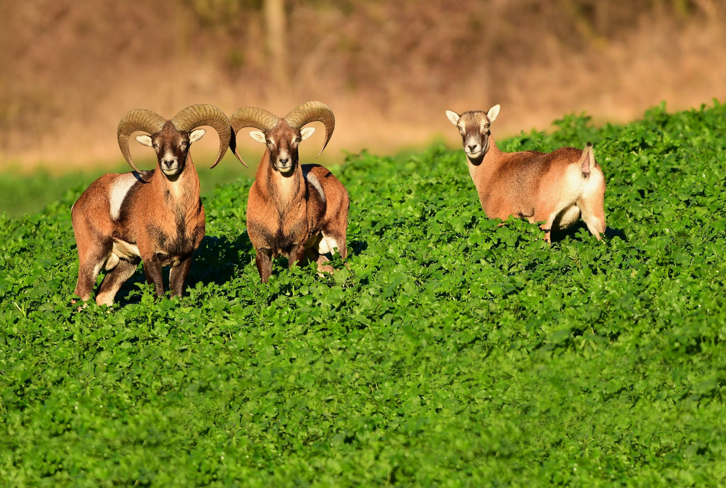 Mufloni nel campo