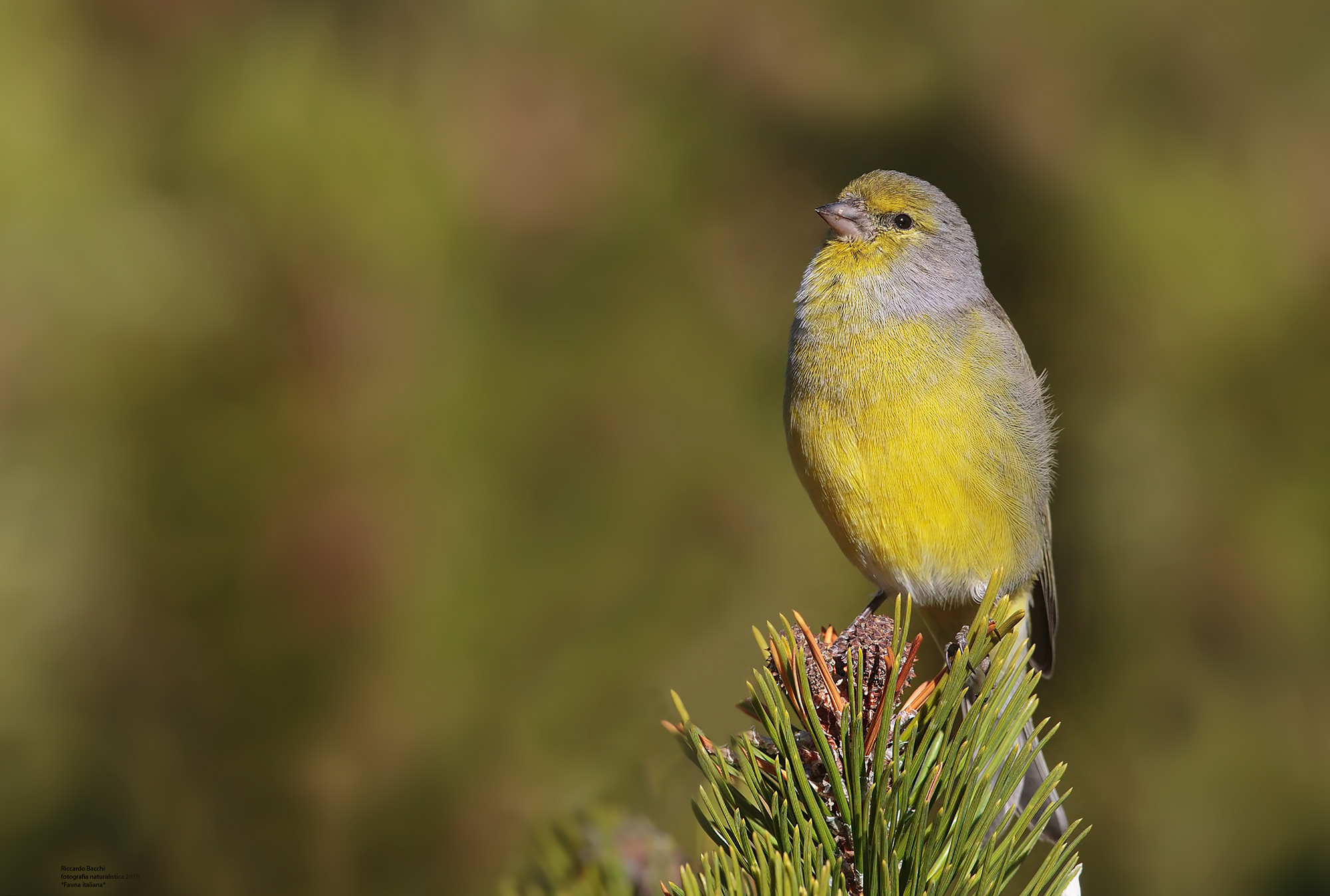 Venturone Alpino e Mugo