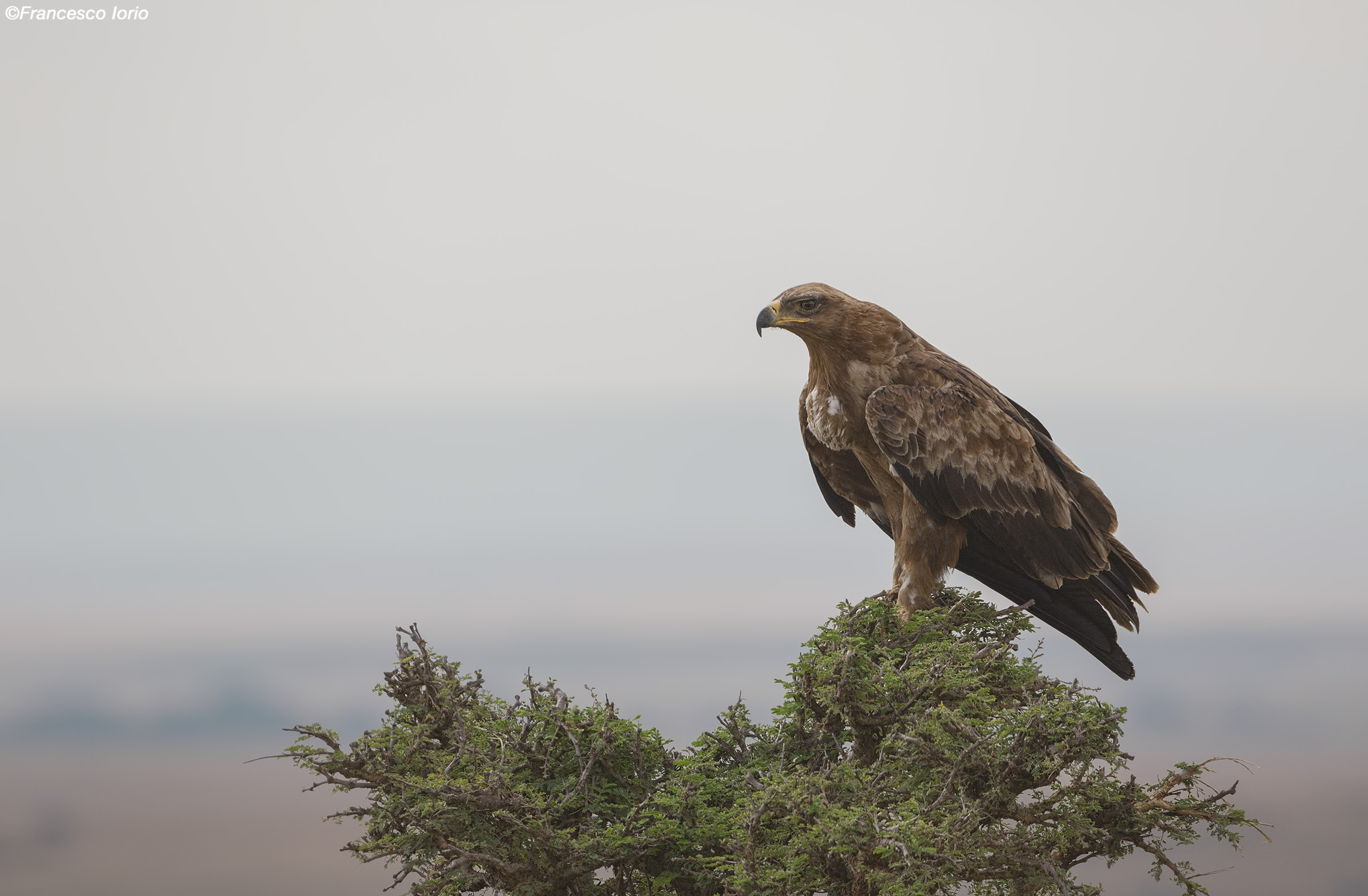 The look of the Eagle
