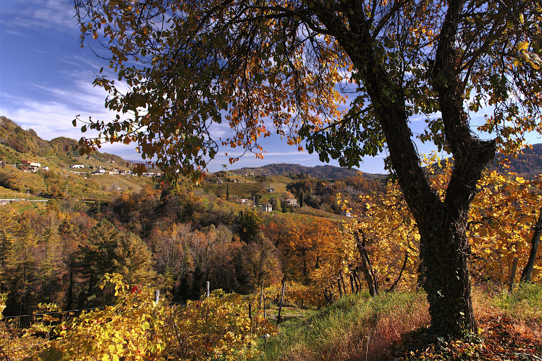 Autunno sulle colline Vittoriesi