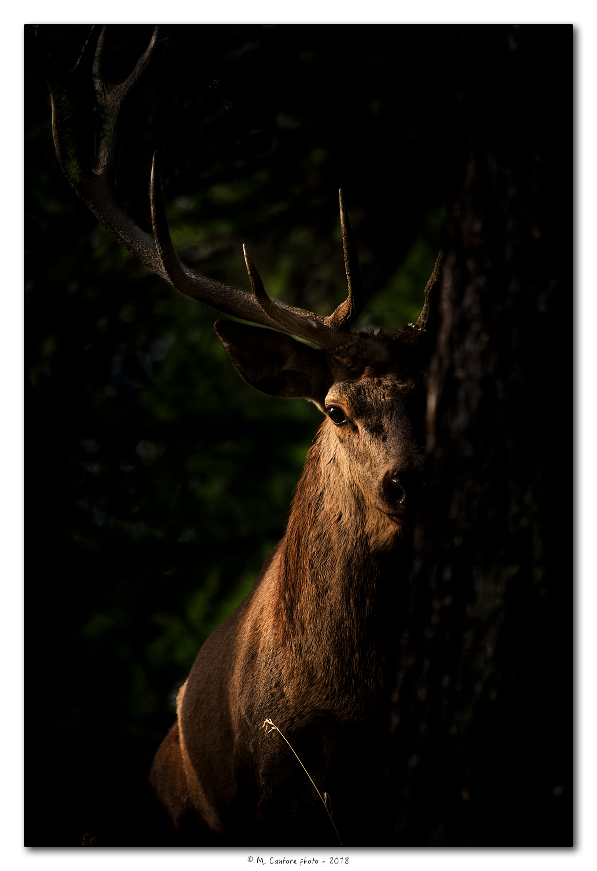 From the shadow of the woods... The King