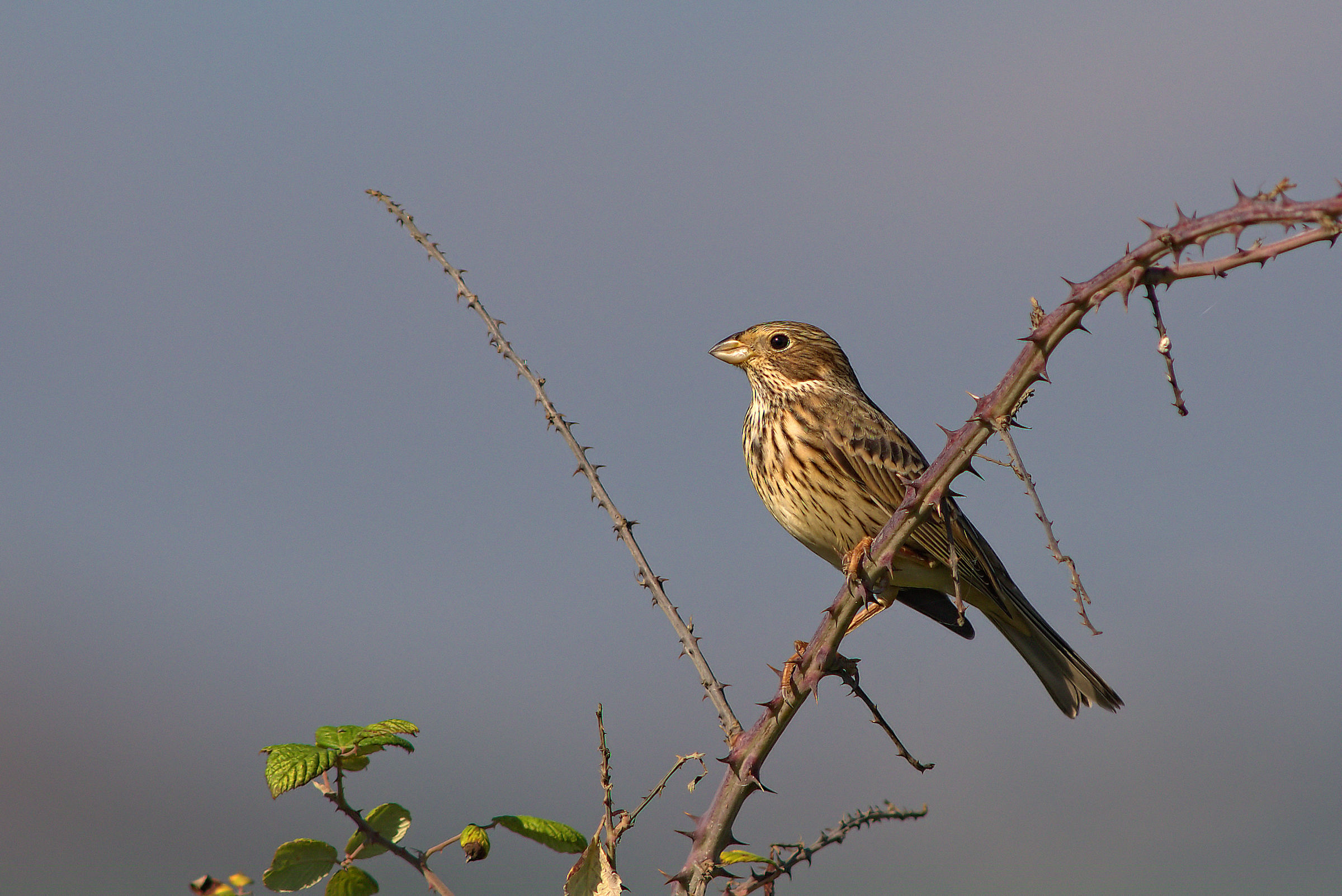 Corn Bunting